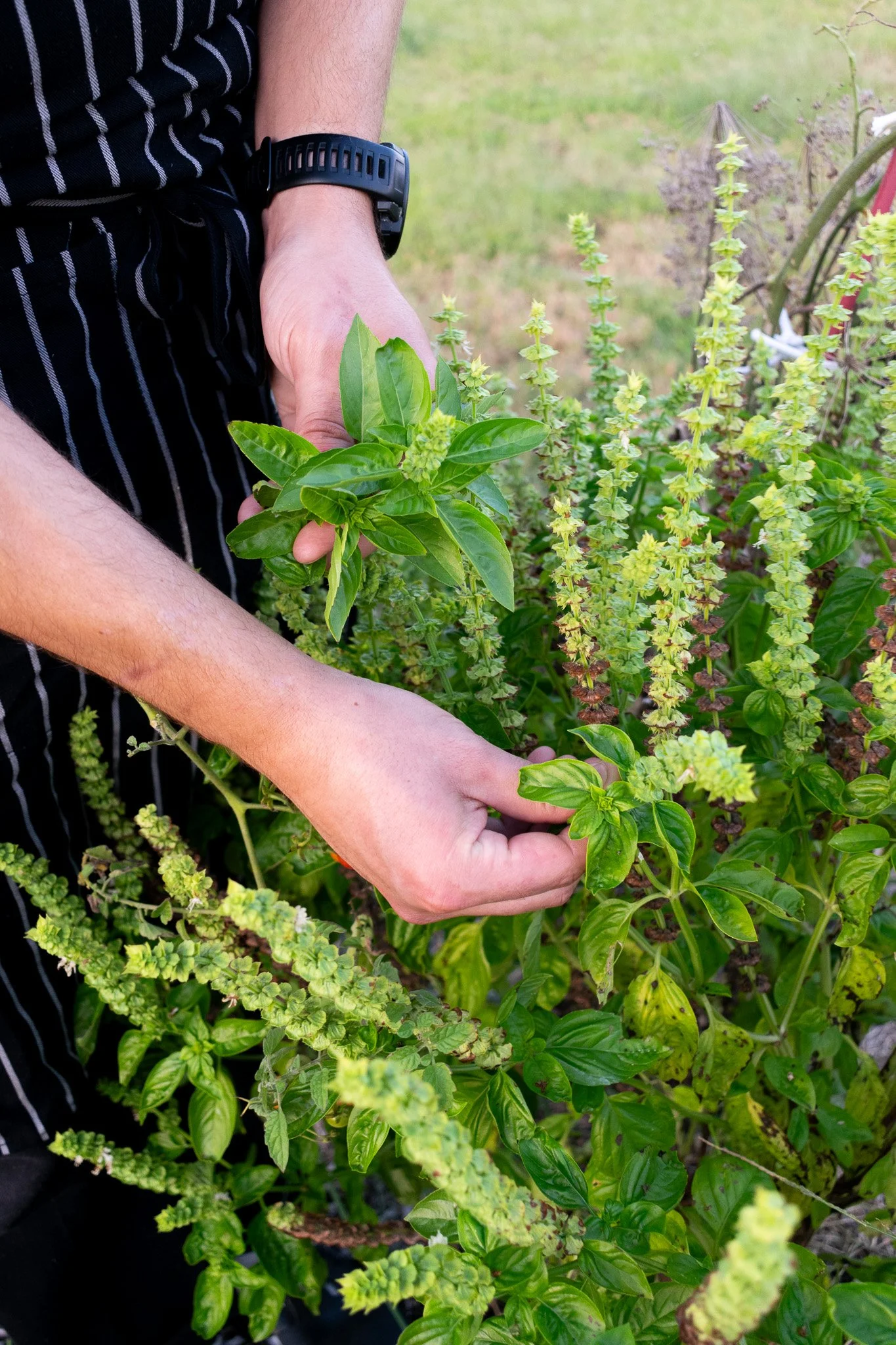 harvesting fresh basil plants in a garden.