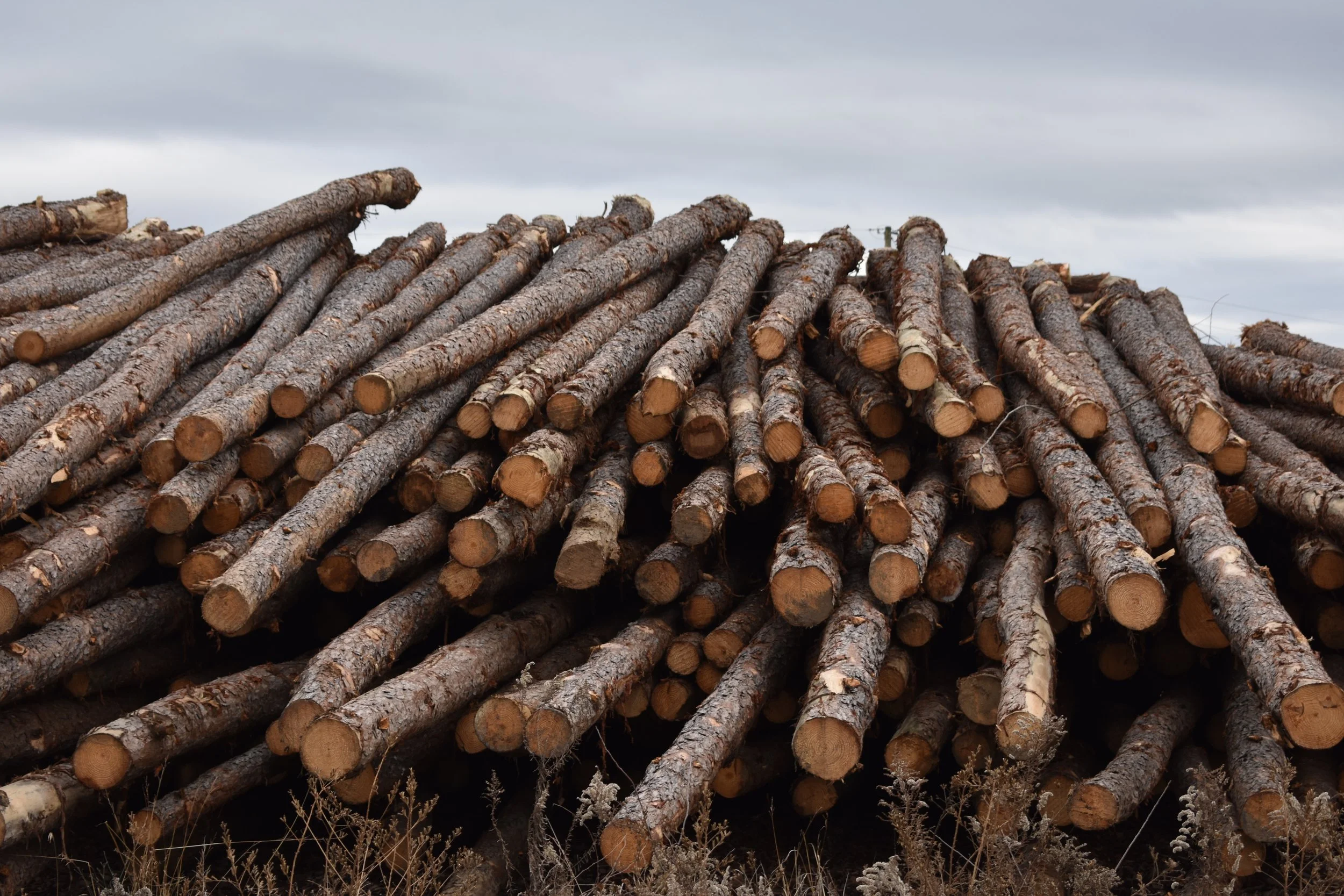 Stacked timber at a sawmill