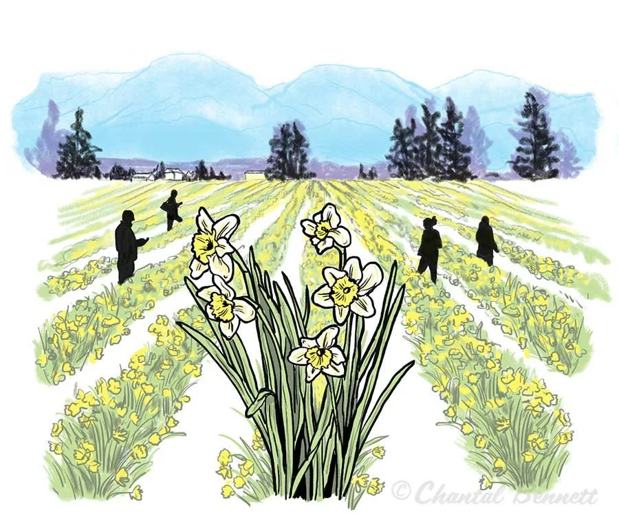 A watercolor Seattle met nature spot illustration of a field with daffodils, with five people walking among the flowers, and mountains in the background in La Conner, WA  by Chantal Bennett.