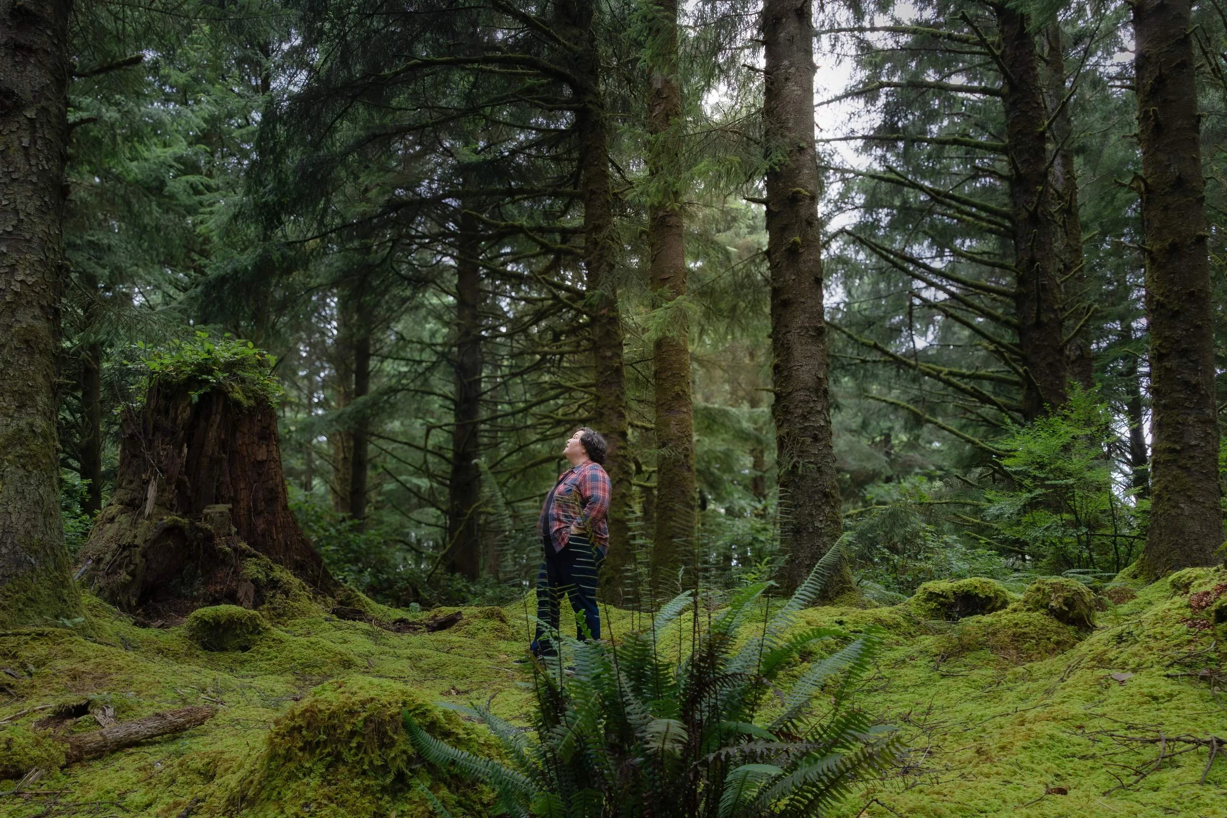 Person looking up in a moss-covered evergreen forest surrounded by ferns