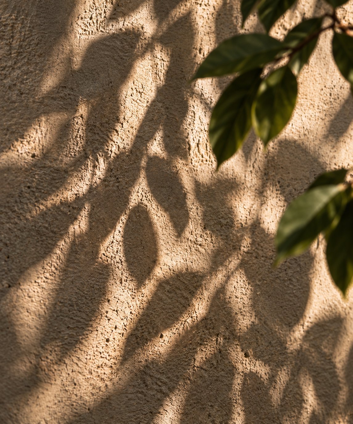Sunlit green leaves casting shadows on a textured beige stucco wall