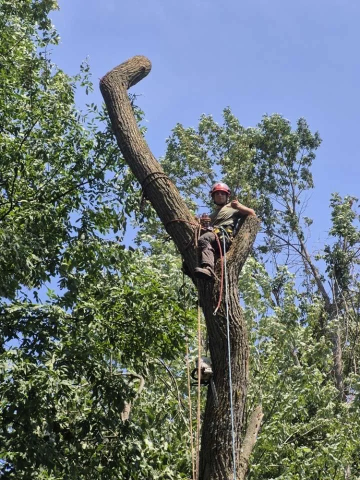 Arborist wearing a red helmet and climbing harness perched high in a tree with ropes.