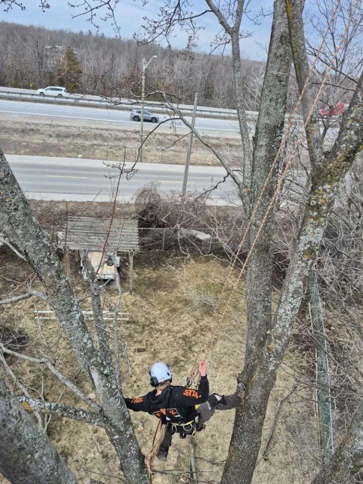 Tree worker wearing a helmet and safety harness climbs a tree beside a roadway.