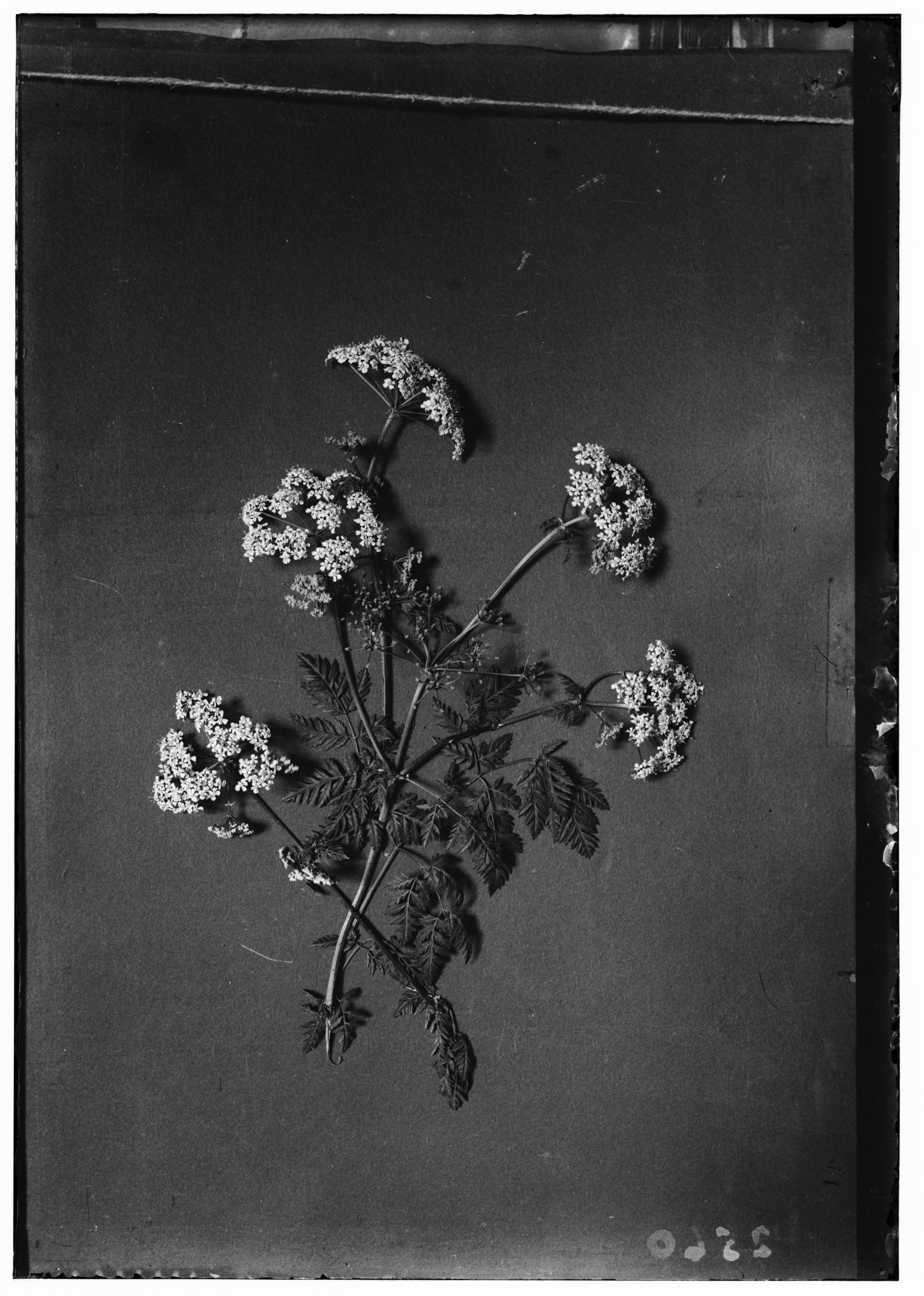 poison hemlock B&W