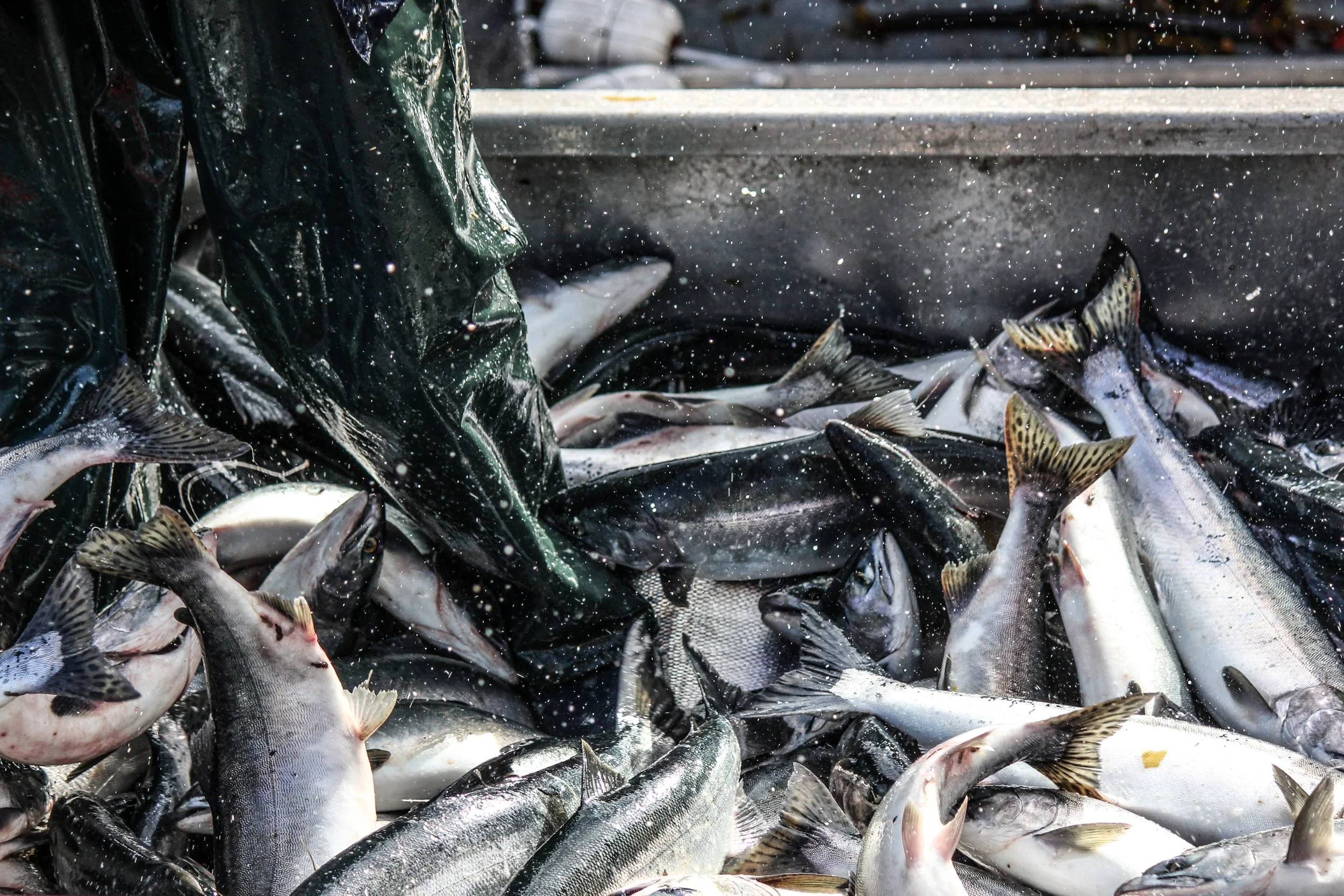 Caught fish aboard a fishing trawler