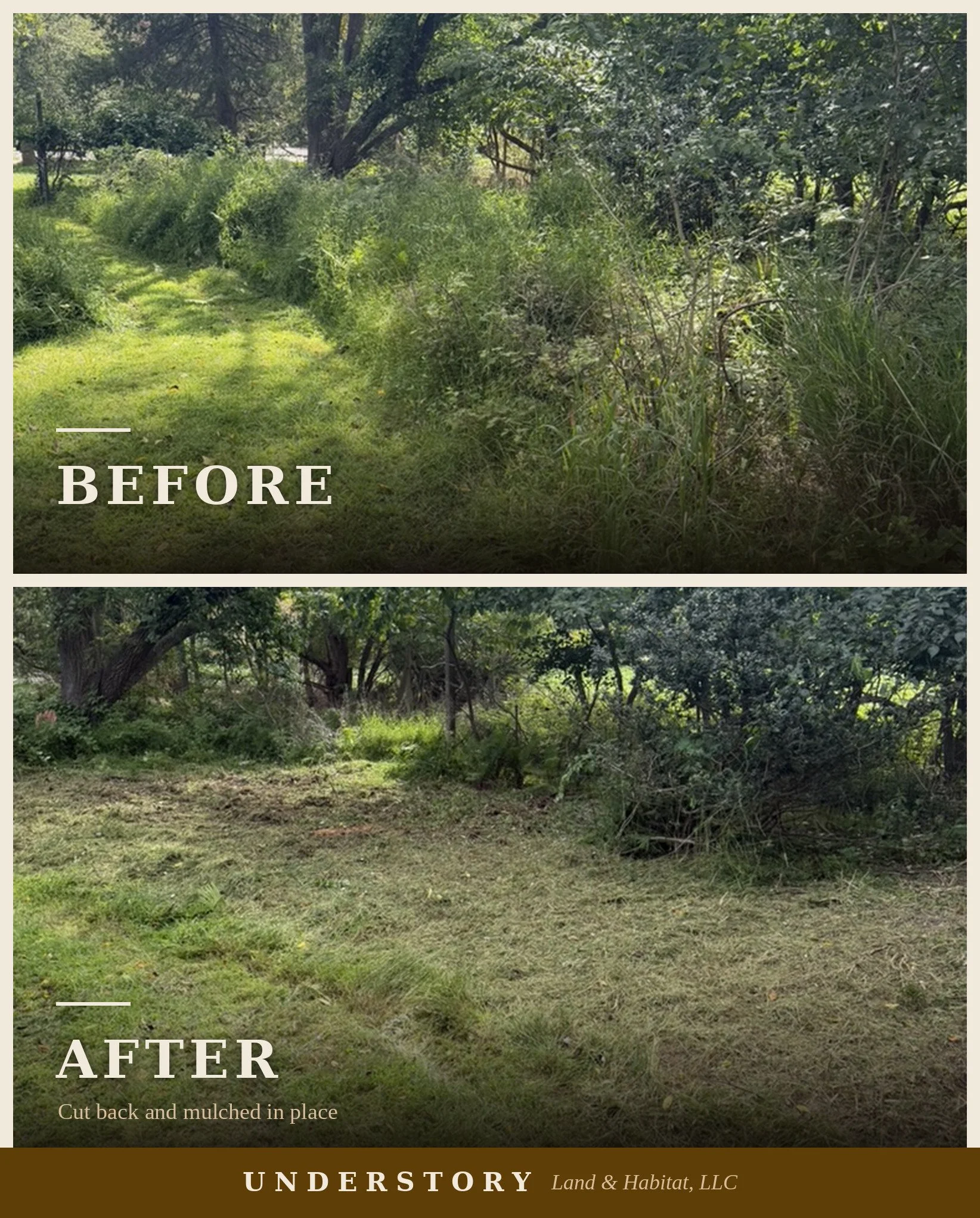 Understory - Before and After 2.jpg