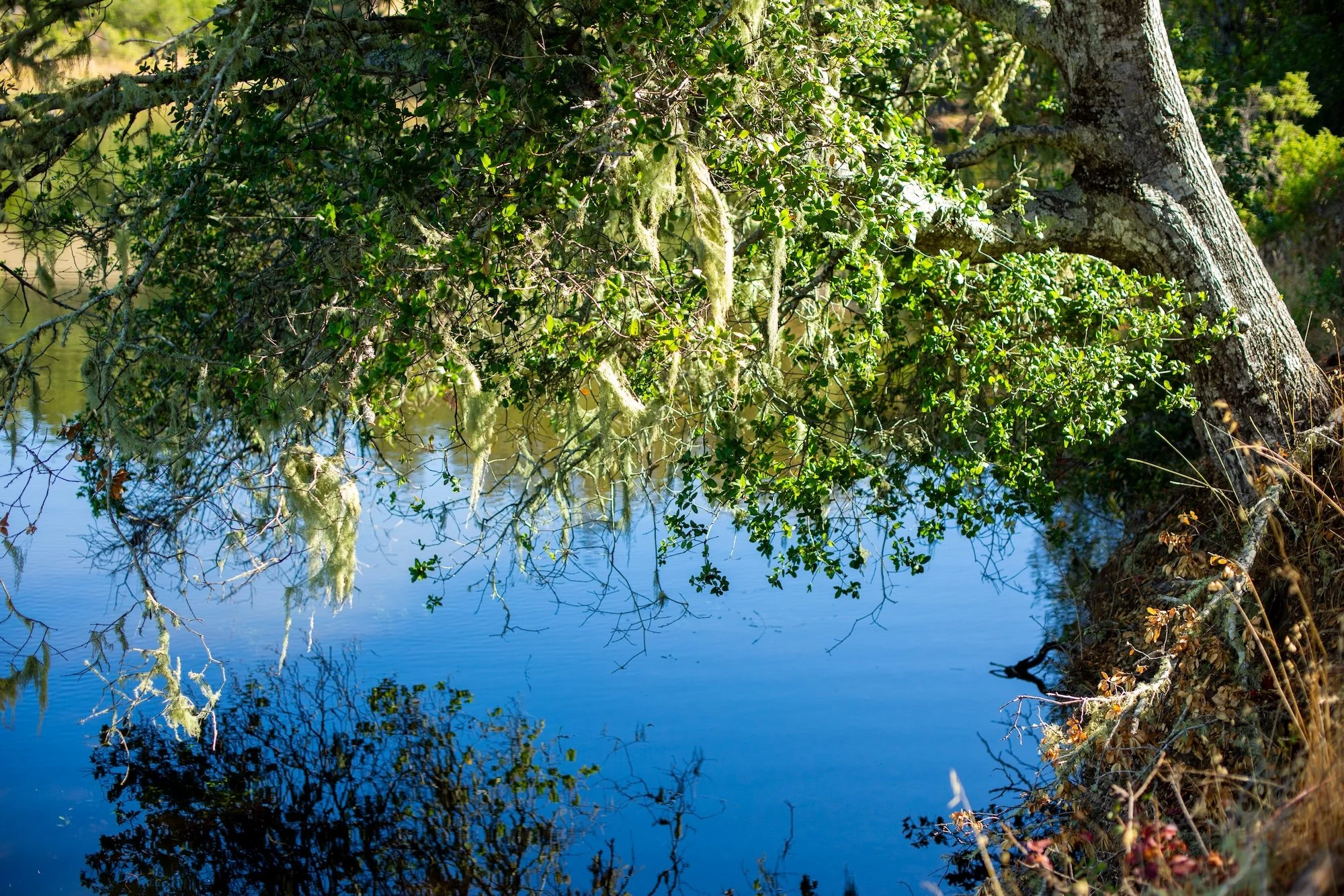 California oak tree with moss hanging over a lake