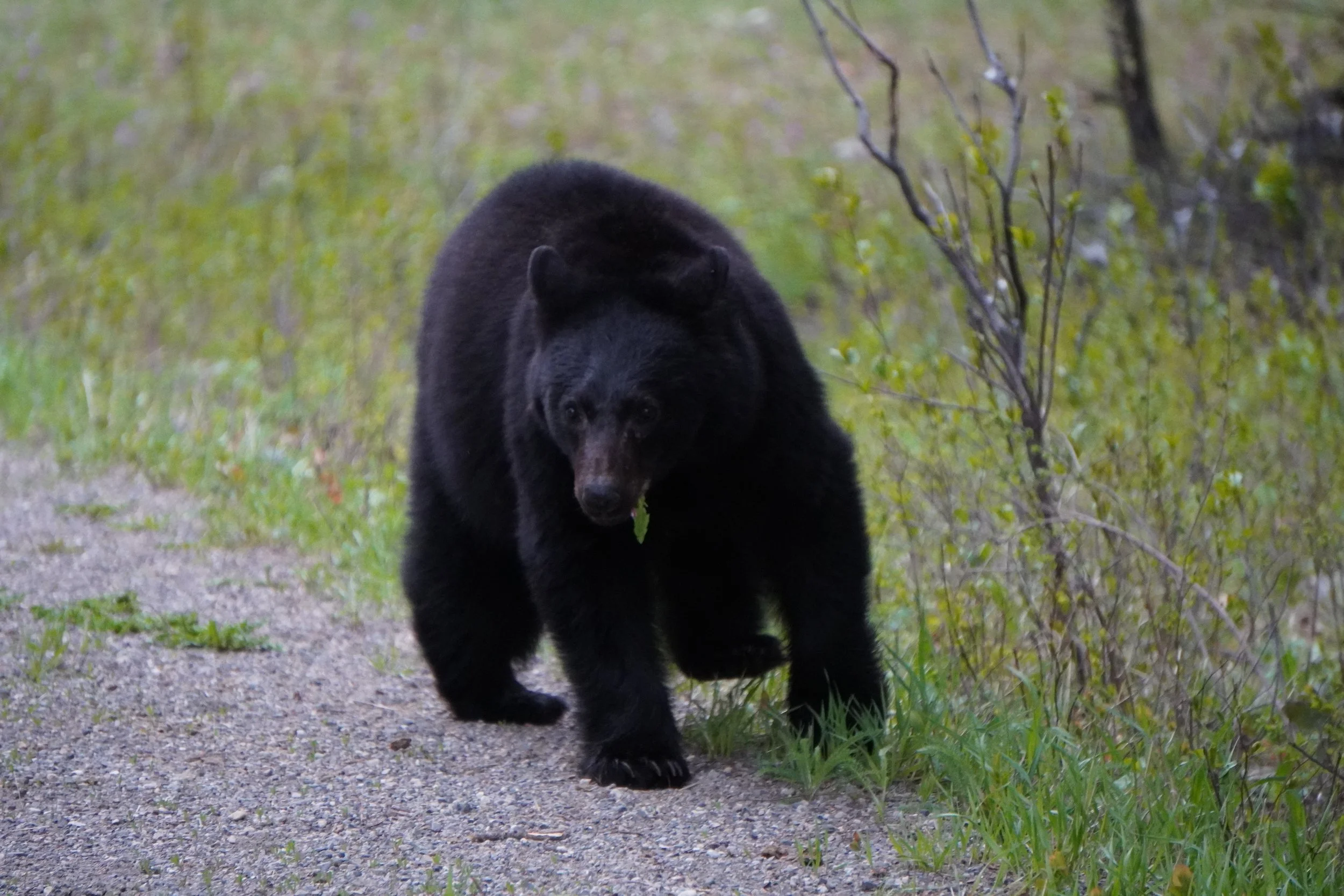 A black bear walking on a dirt trail in a forested area.