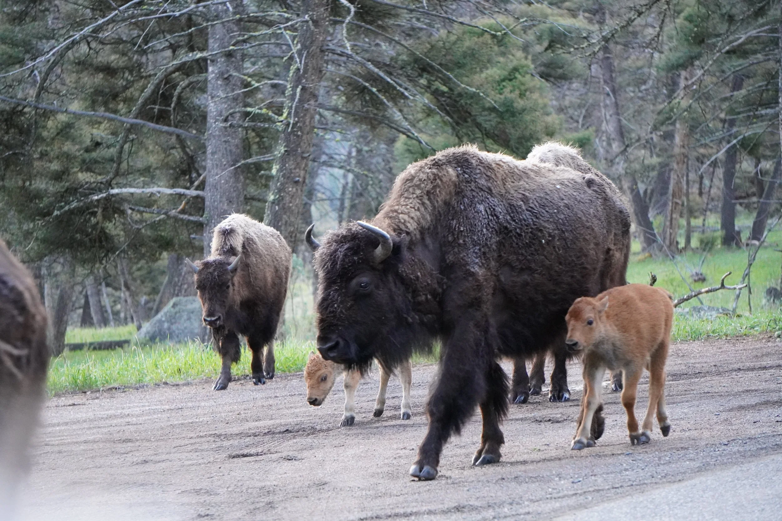 Family of bison, including a large adult and several young calves, walking in a wooded area with tall trees and green grass.