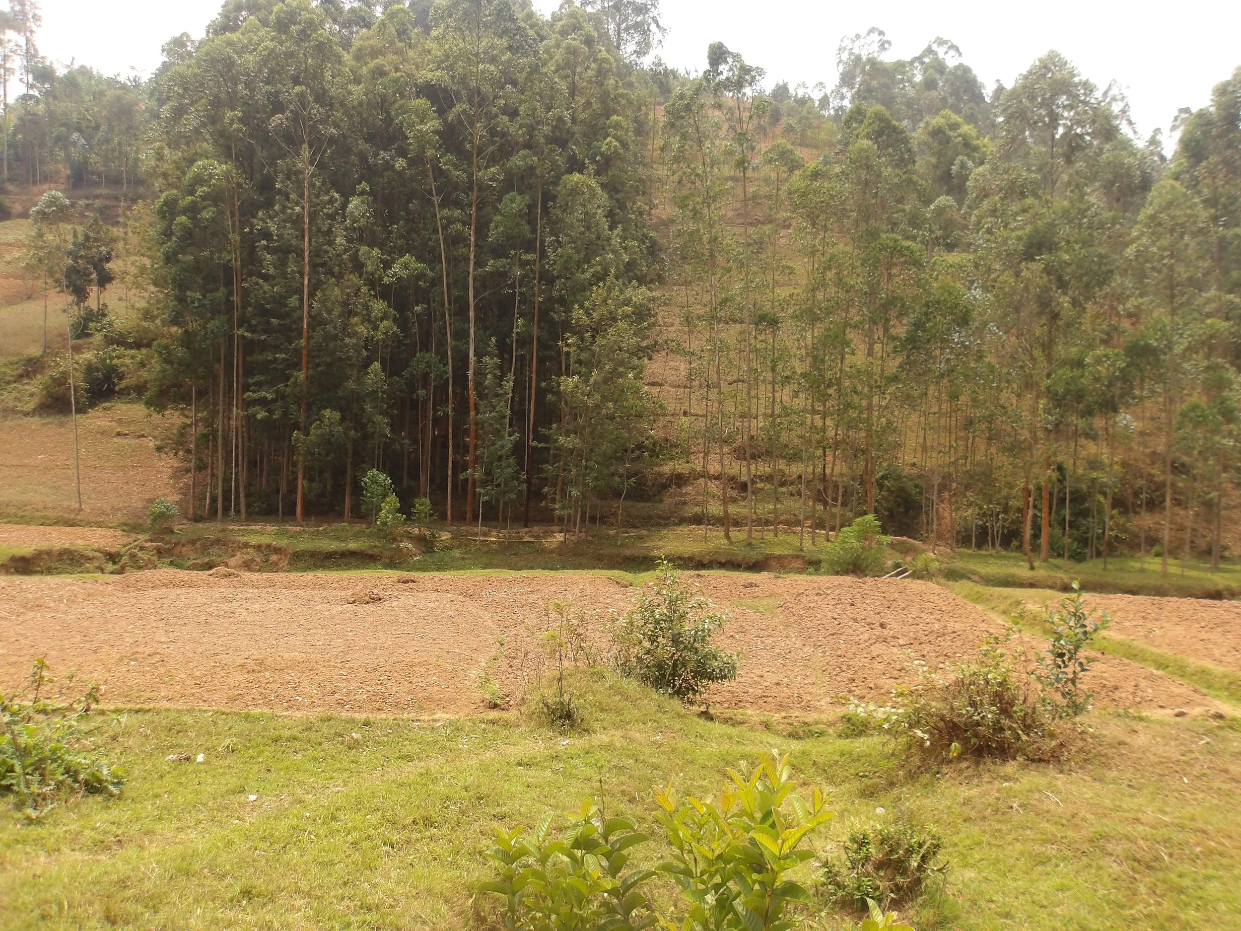 Scenic view of cultivated fields with scattered bushes and a dense forest of tall green trees in the background on a sunny day.