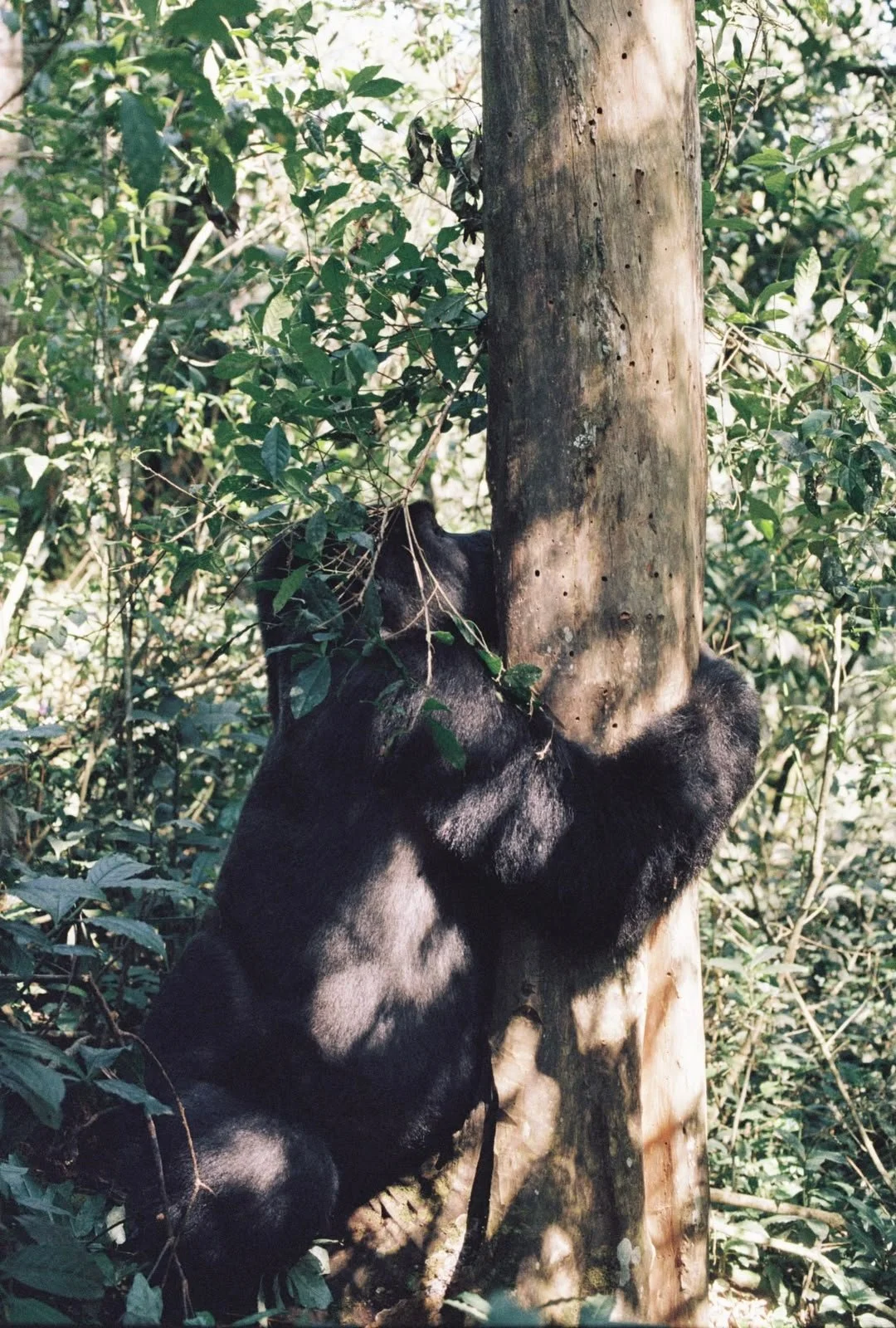 Wild gorilla climbing a tree in a forested area.
