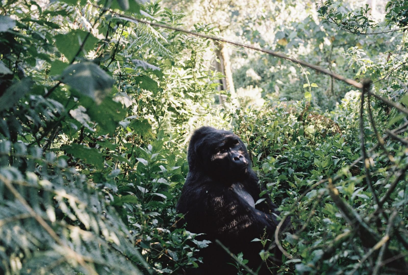A young gorilla sitting among dense green leaves and foliage in a forest, with sunlight filtering through the trees.
