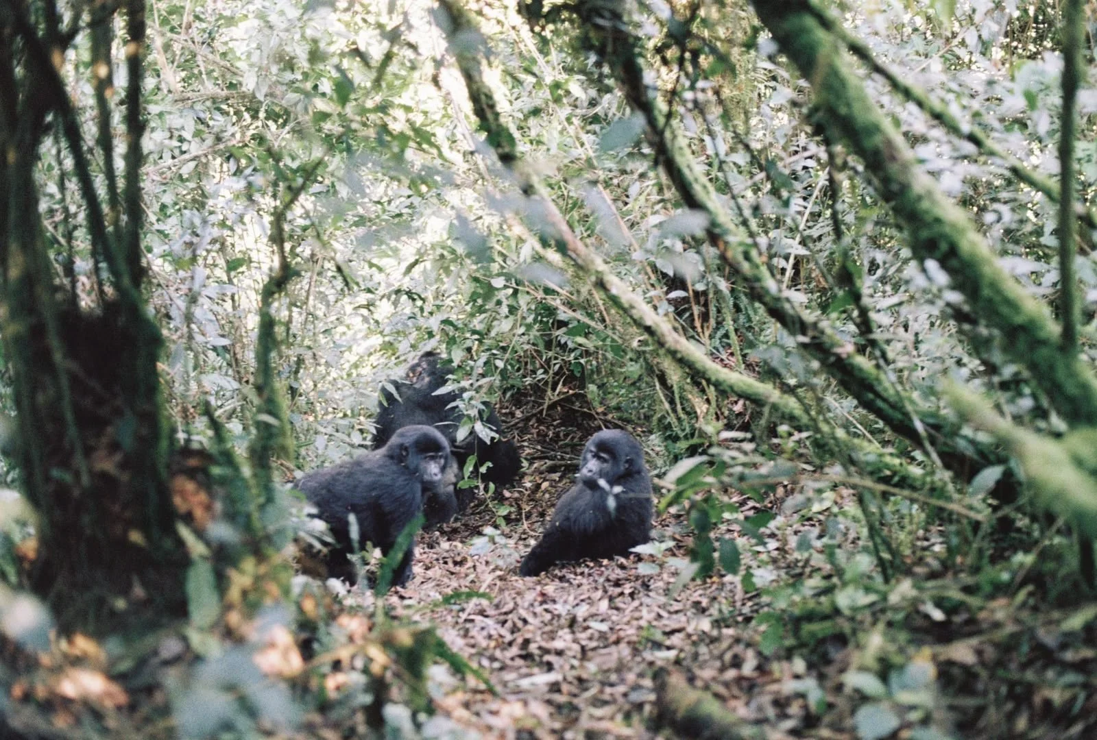 Three baby gorillas sitting in a dense forest environment, surrounded by green leaves and branches, with sunlight filtering through the canopy.