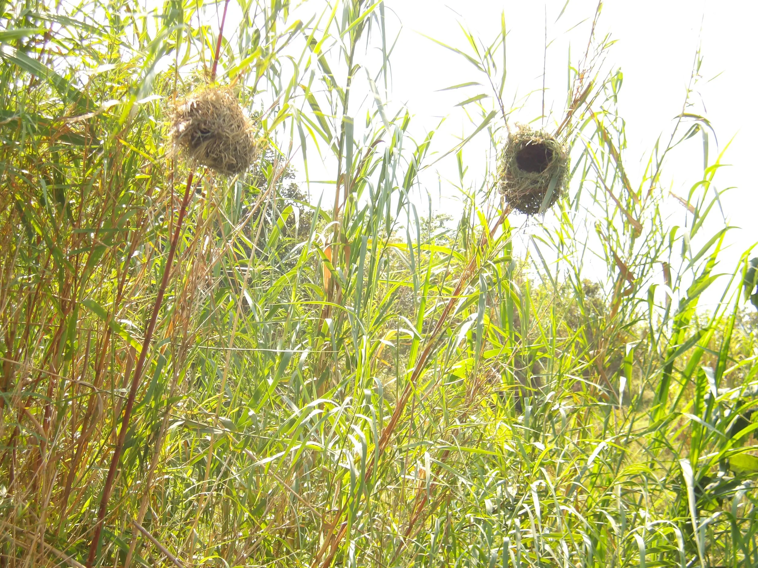Tall green grass and plants in a field with bright sunlight.