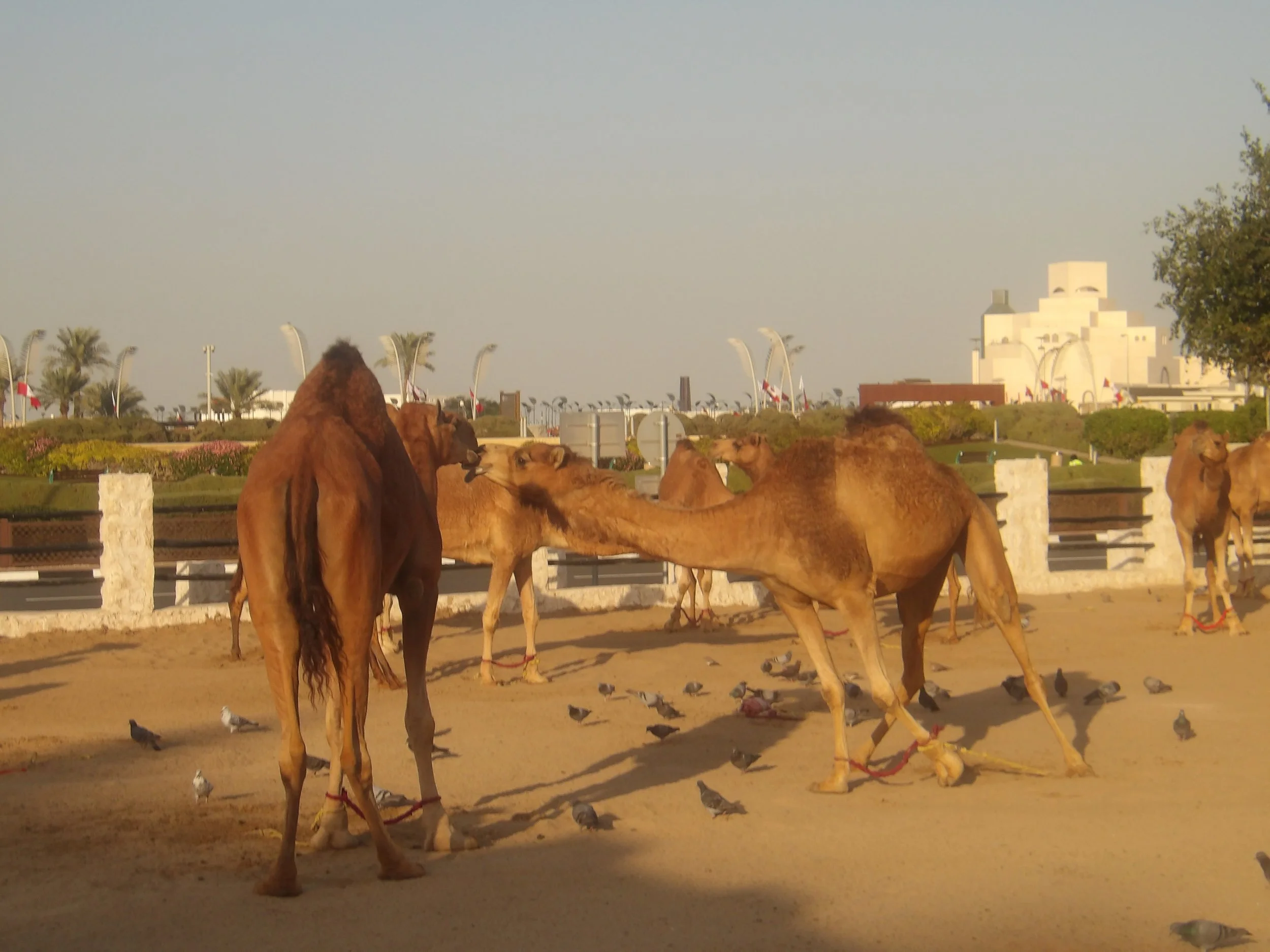 Camels grazing and standing on sandy ground with pigeons around in an Arabian desert cityscape, featuring modern buildings and palm trees in the background.