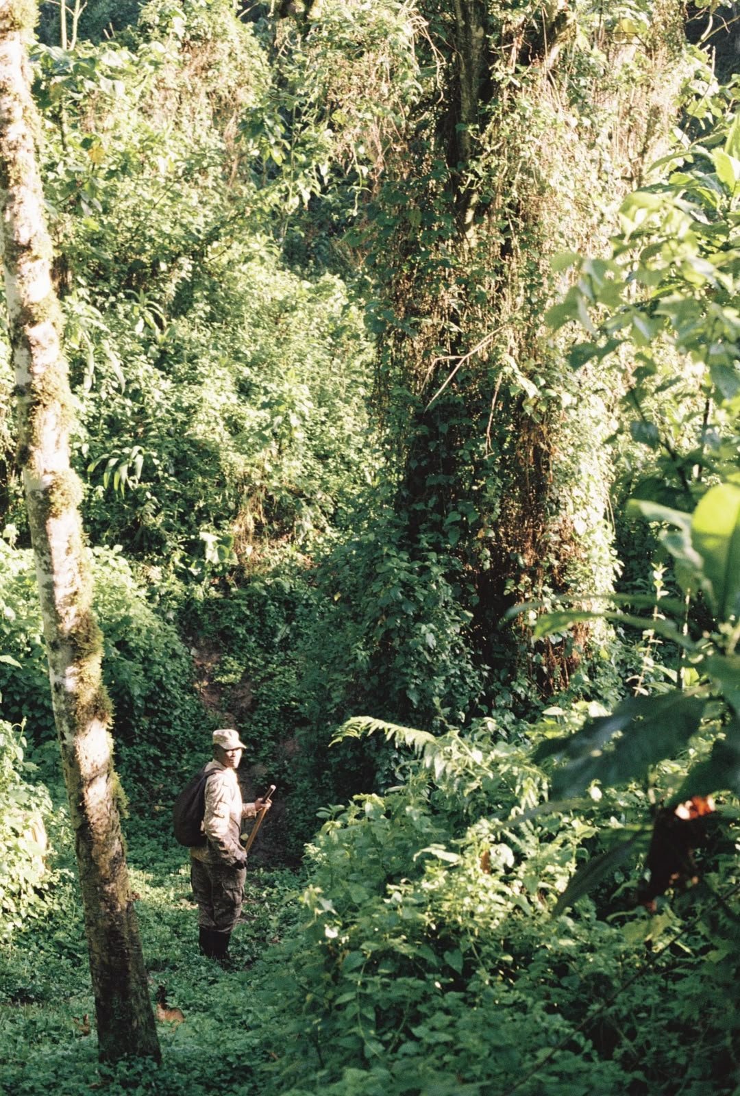A person dressed in camouflage clothing and a hat standing in a dense green forest, holding a walking stick and a mobile device.