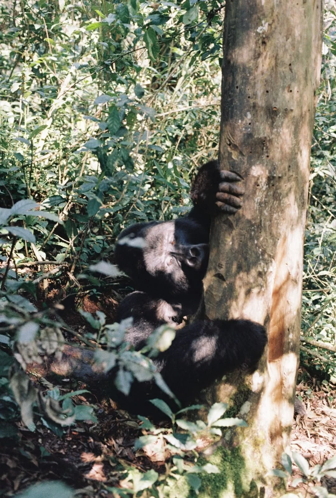 A wild gorilla eating a piece of the tree trunk it is hugging. 