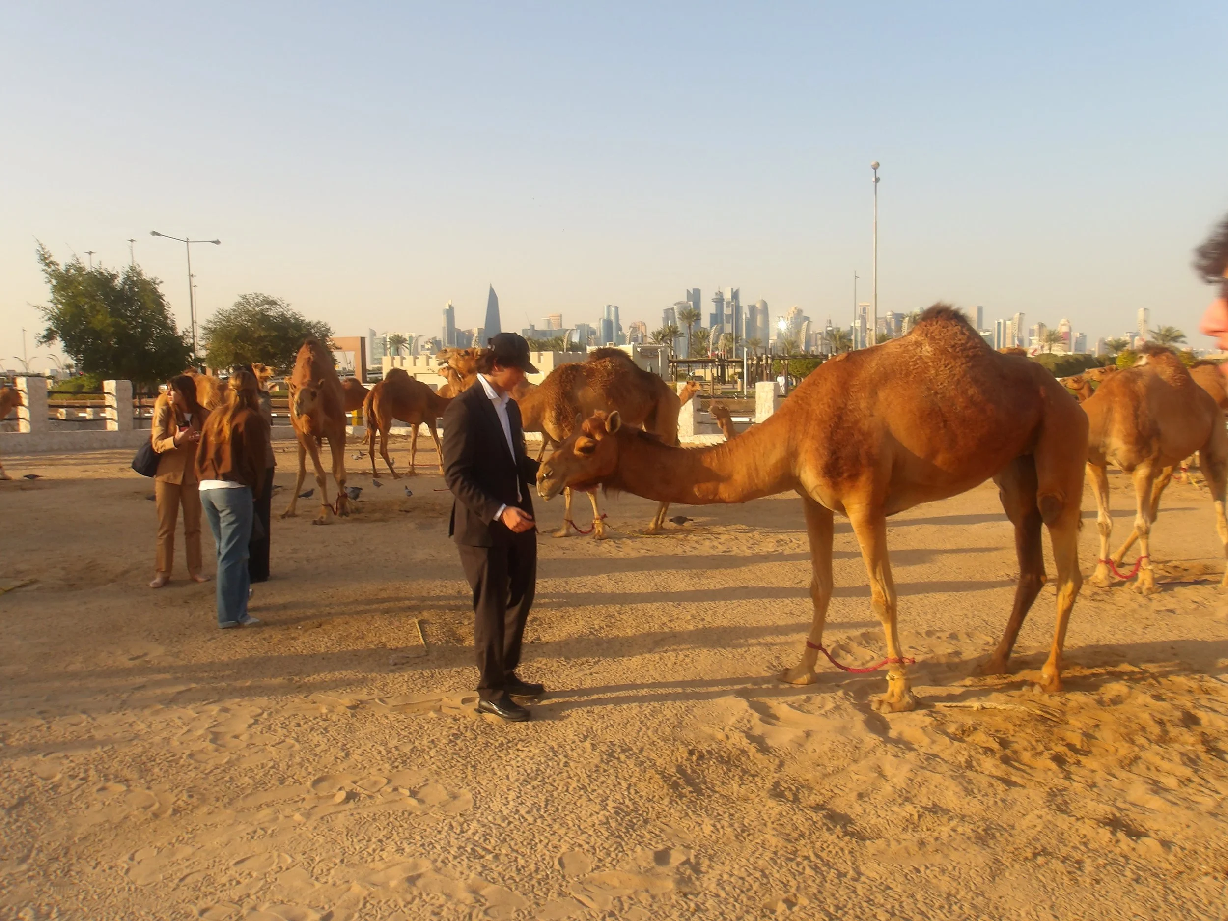 People with camels on a sandy area with the city skyline in the background during sunset.