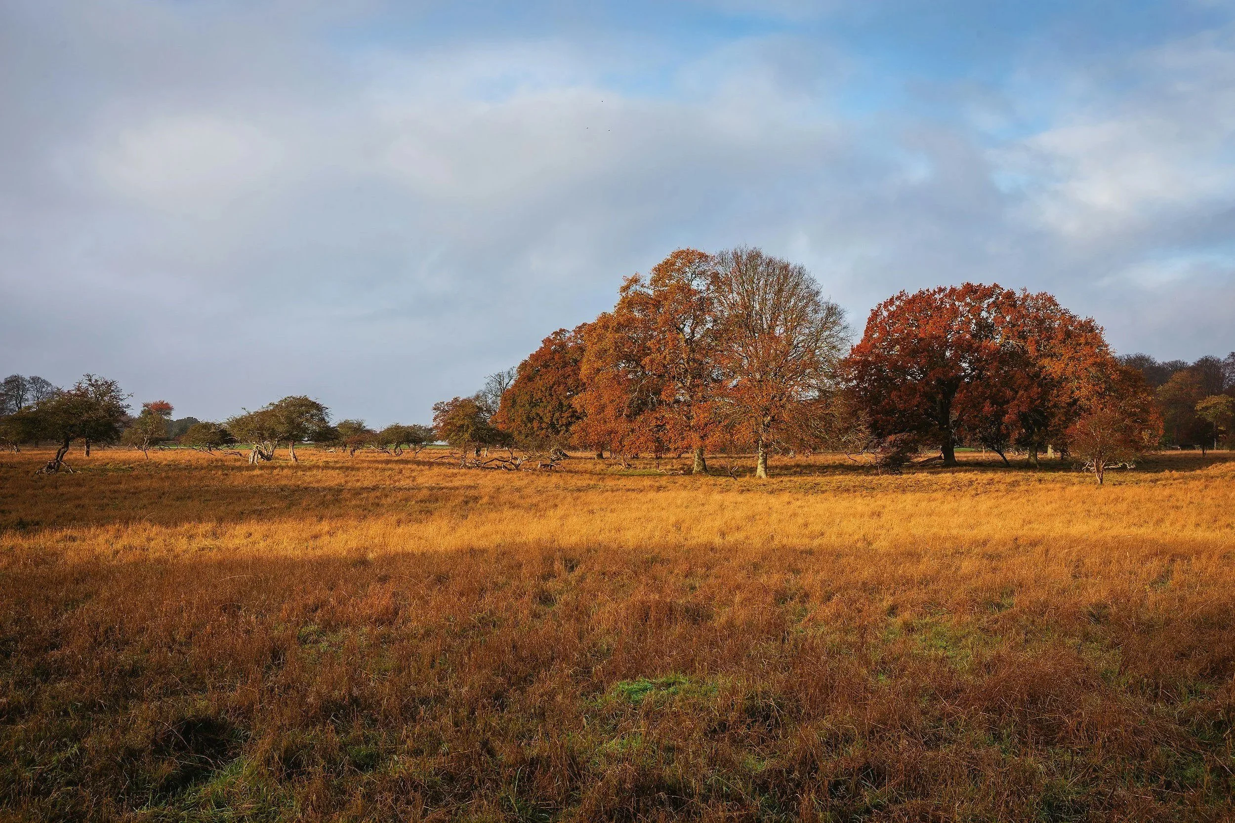A landscape with a field of brown grass and several trees with orange and red autumn leaves under a partly cloudy sky.