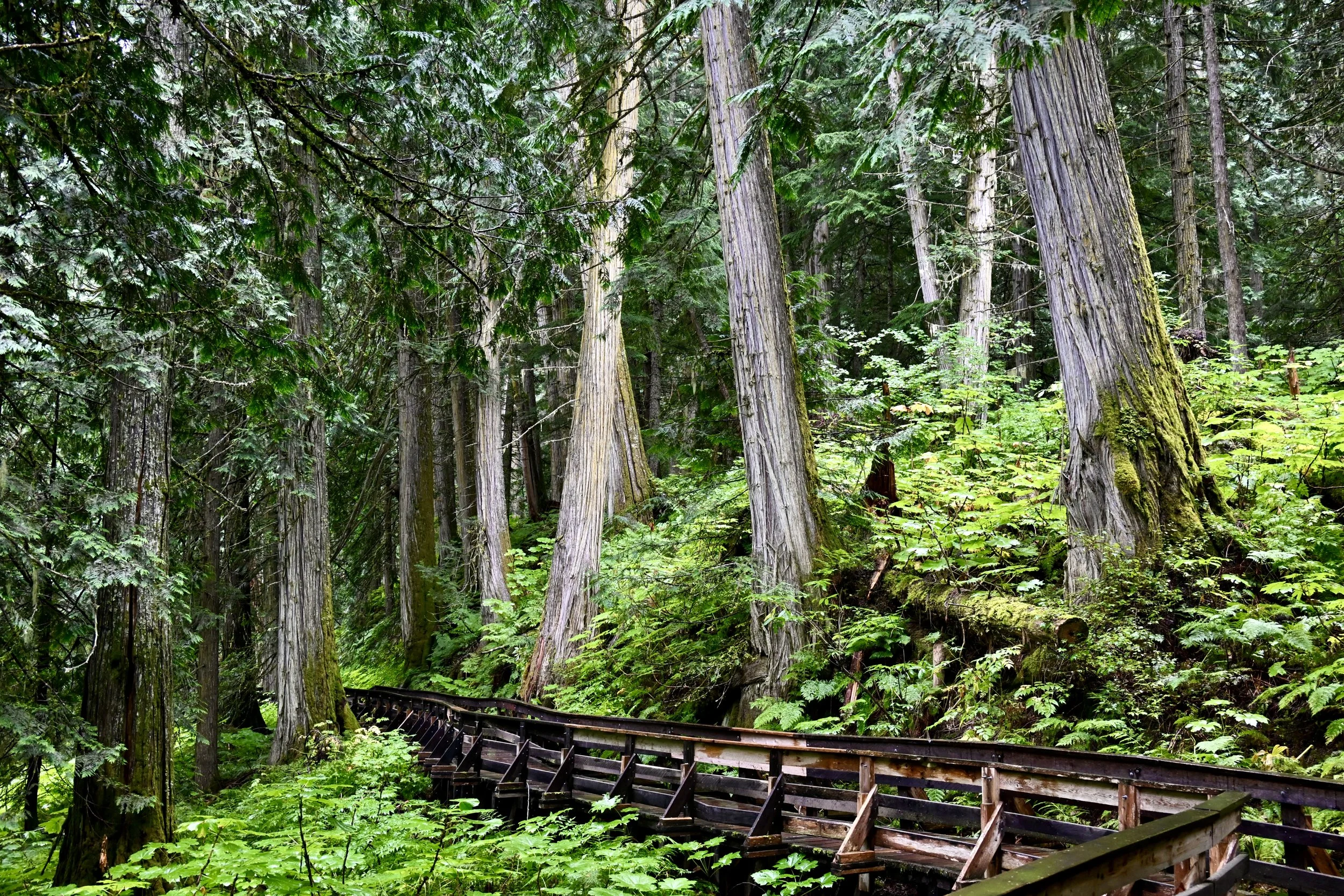 A lush green ancient cedar forest featuring tall cedar trees with thick trunks and foliage, and a wooden pathway winding through the dense undergrowth.