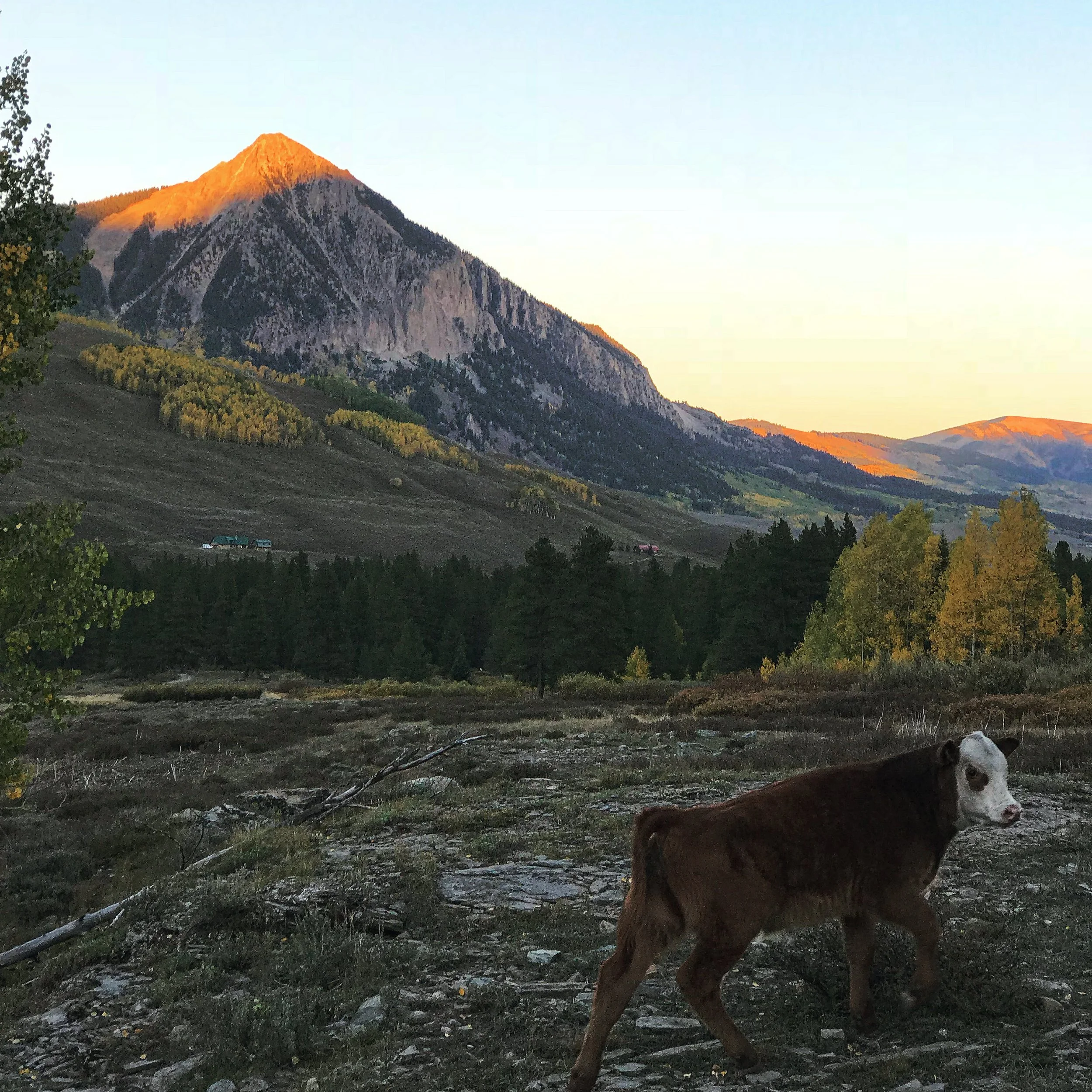 A brown dog with a reddish coat standing in a rocky and grassy landscape, with mountains in the background during sunset.