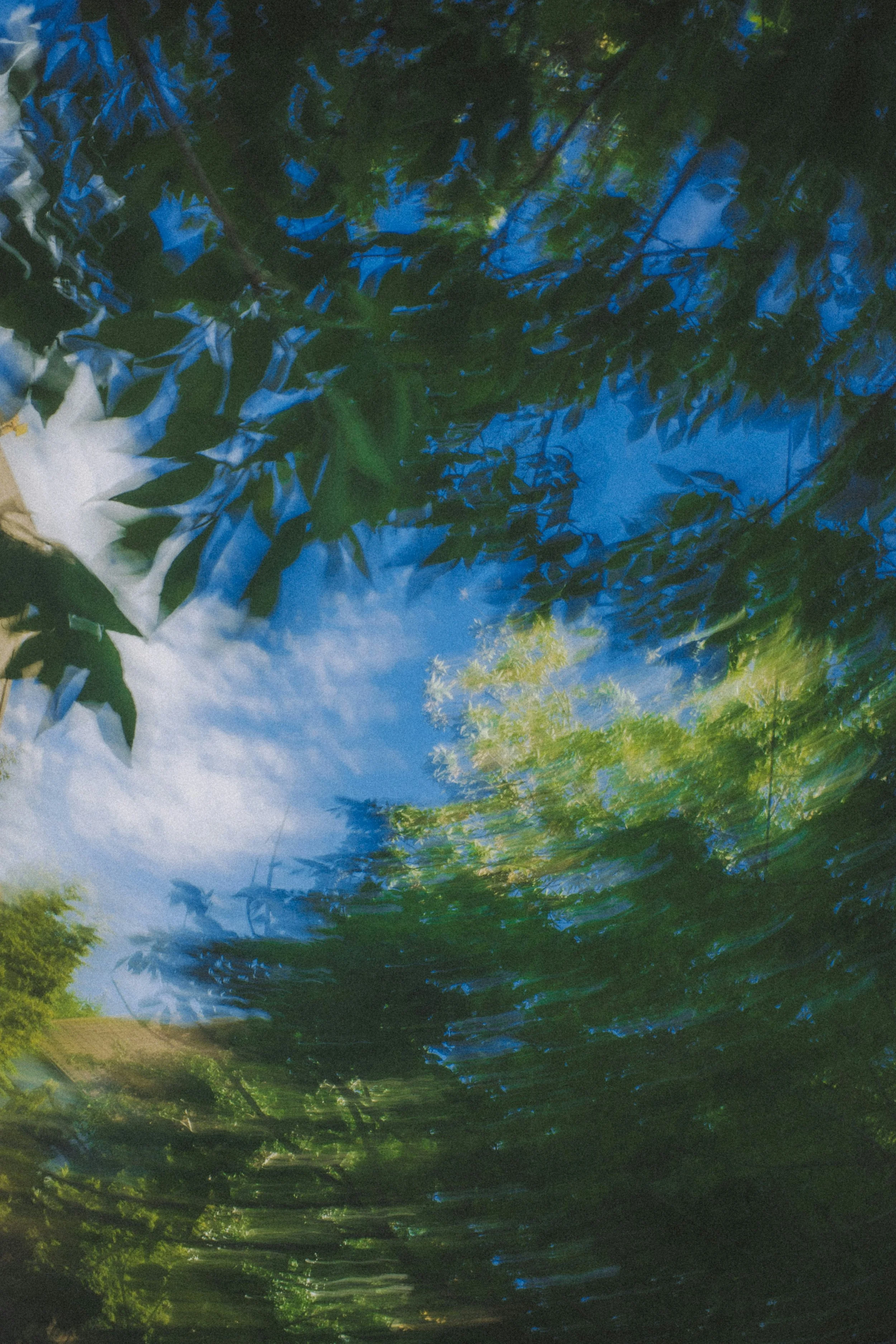 Blurred image of trees and sky