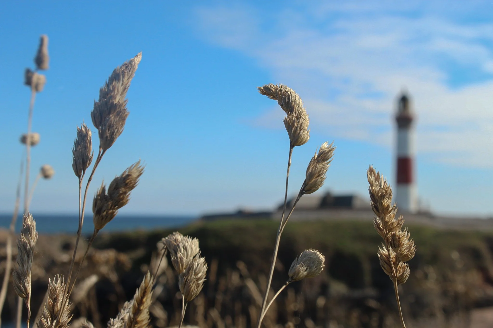 Sunlit coastal grasses in sharp focus, with Boddam lighthouse softly blurred against a blue sky in the background.