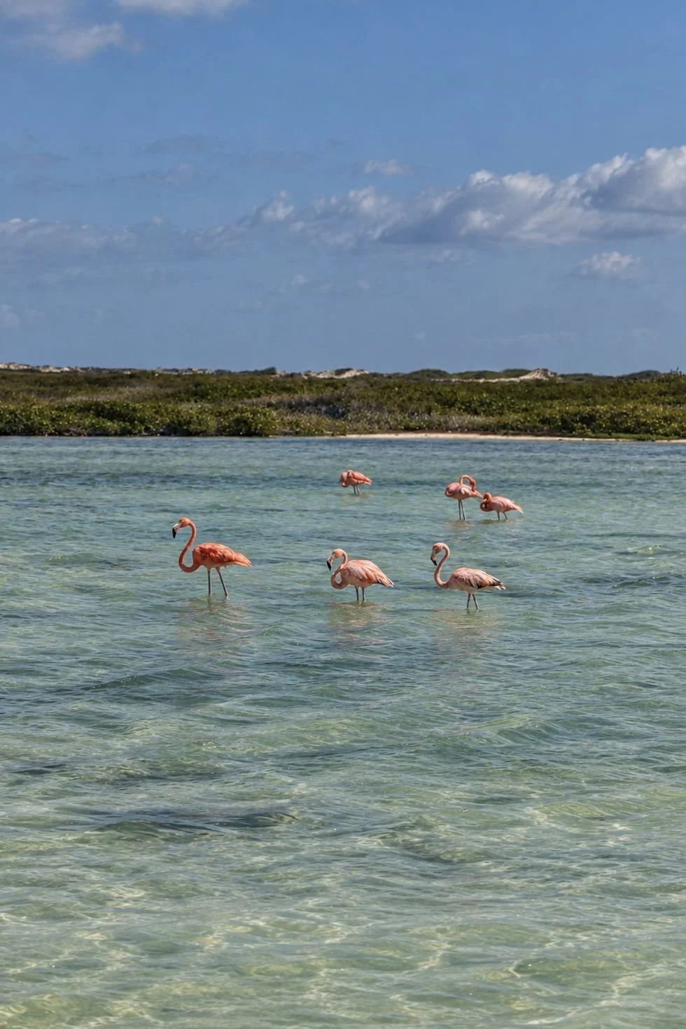 Flamingo Family