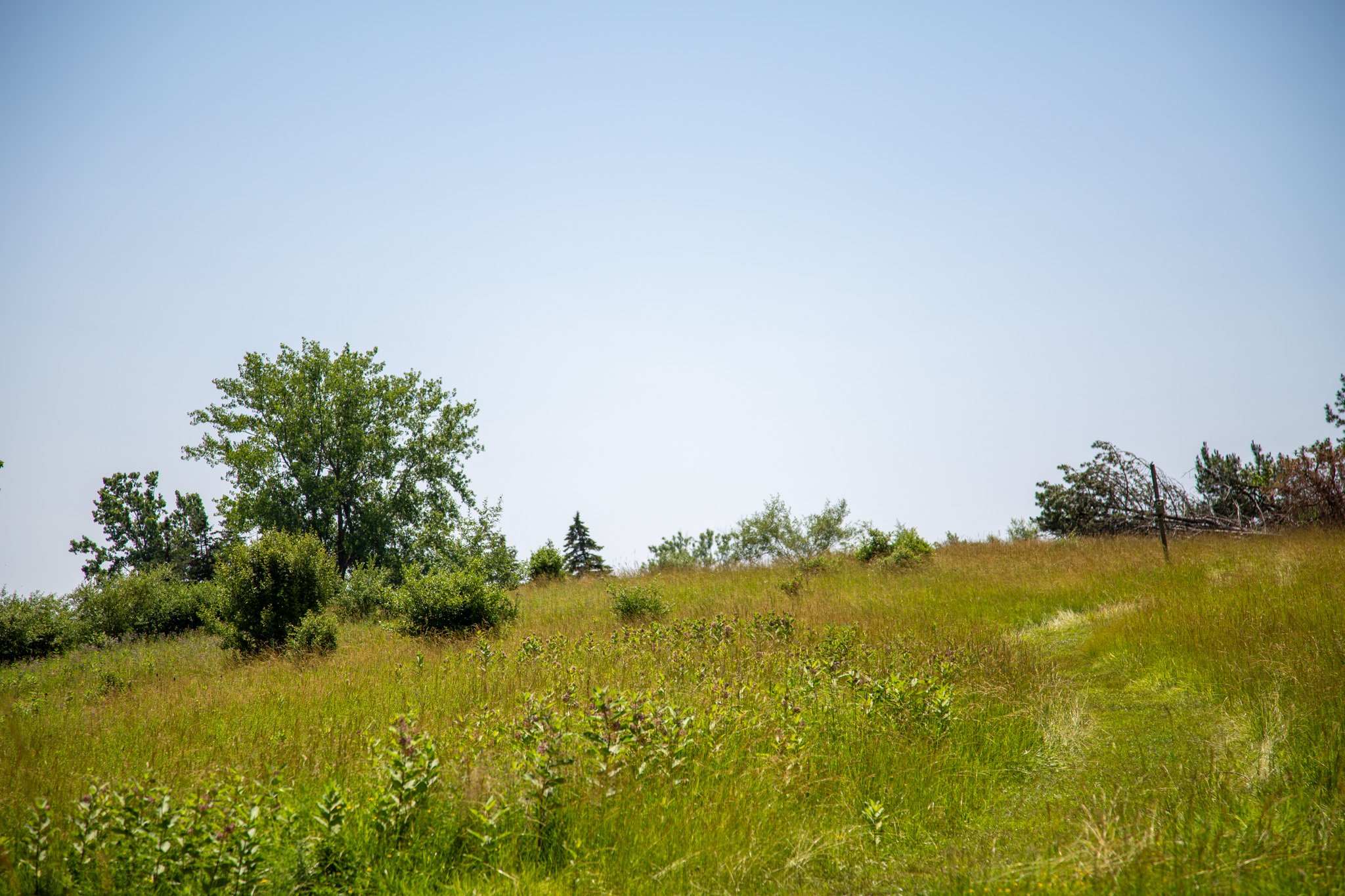 Buffalo-72.jpg