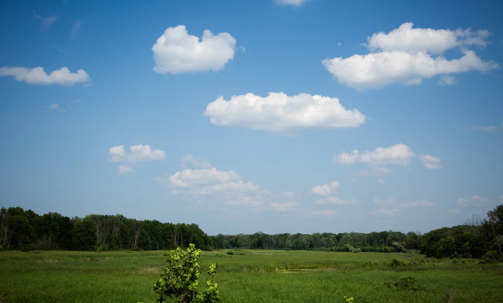Buffalo-80.jpg