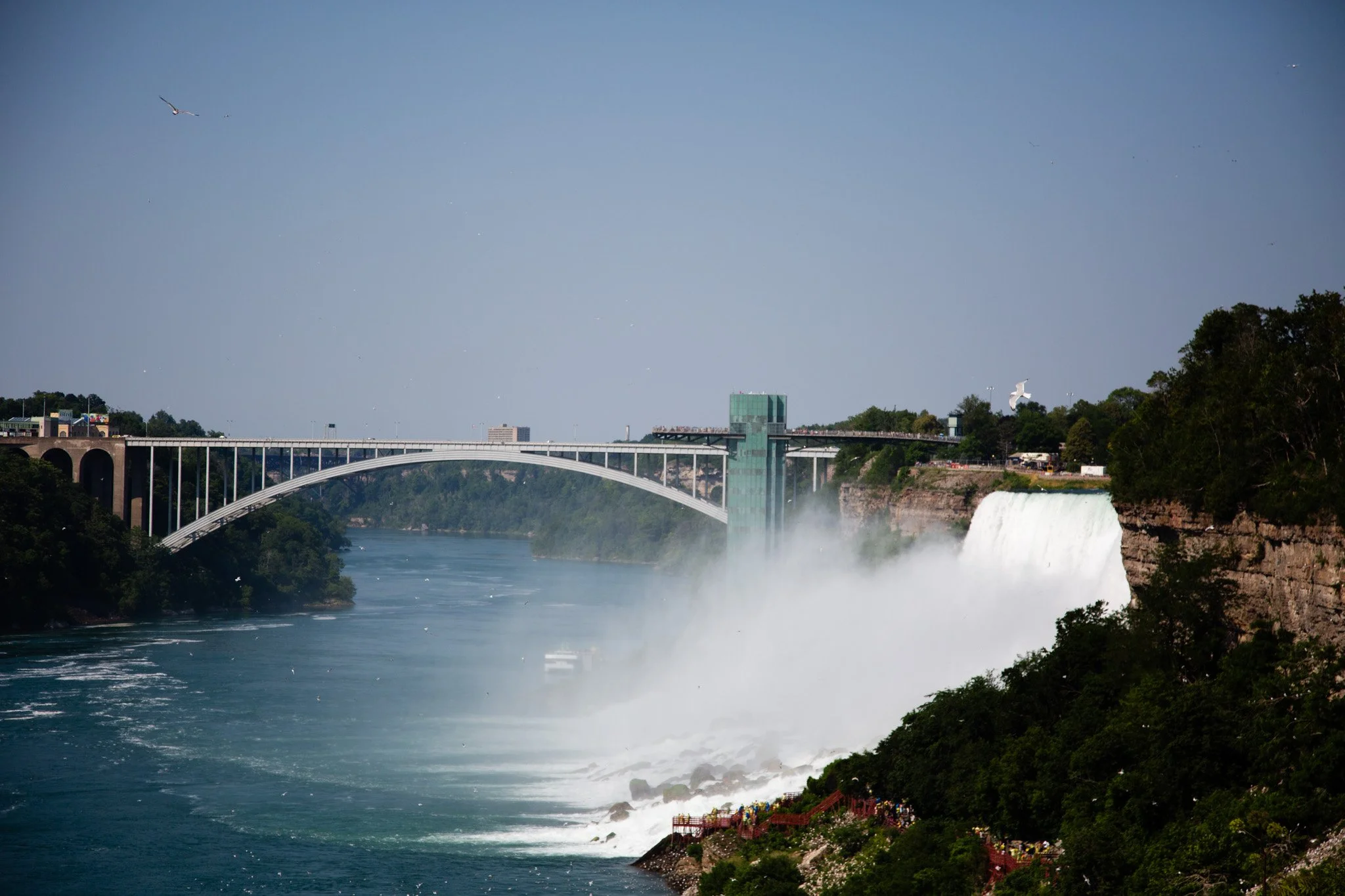 Buffalo-81.jpg