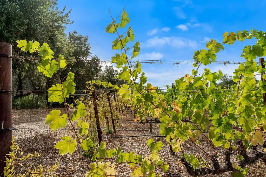 Green grapevine leaves growing along a vineyard trellis under a blue sky with a few clouds.