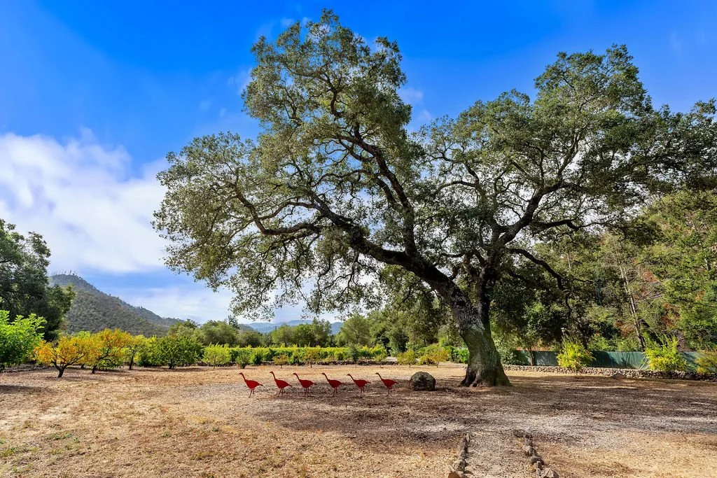 A large tree with sprawling branches and green leaves in a rural landscape. Five red-colored birds stand on the ground near the tree, with a backdrop of hills and a partly cloudy sky.