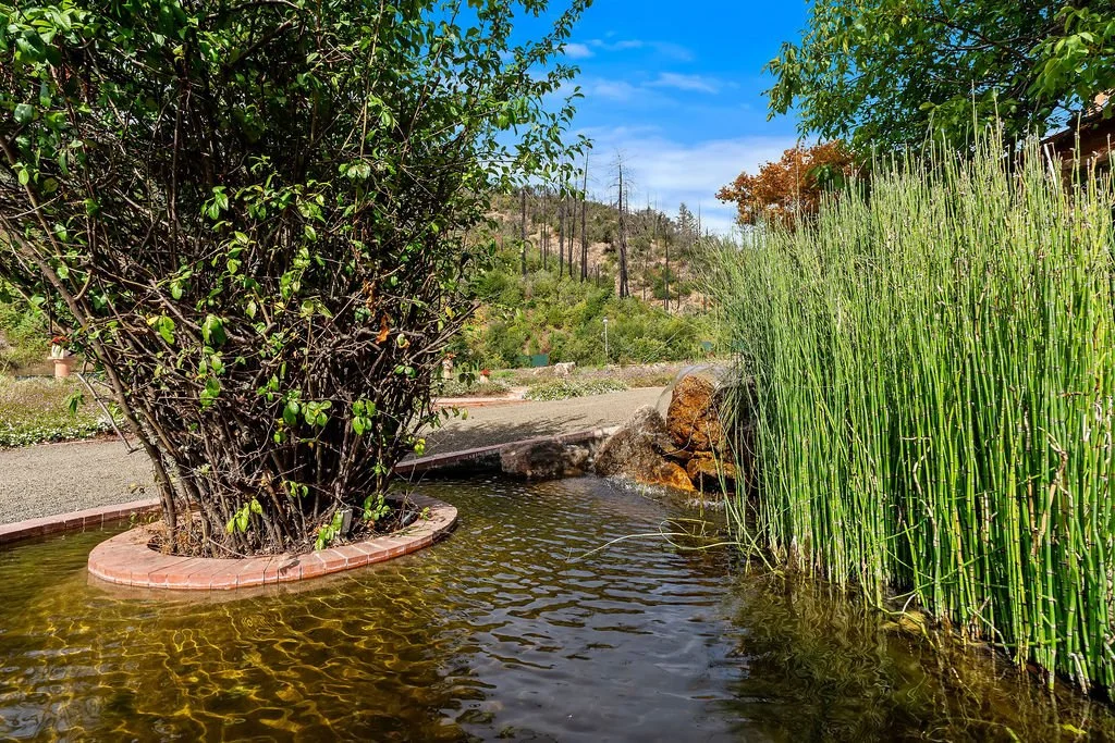 A small pond with clear water surrounded by greenery, a bush on the left, tall grass on the right, and a brick border at the base of the bush, with a rocky feature in the background.