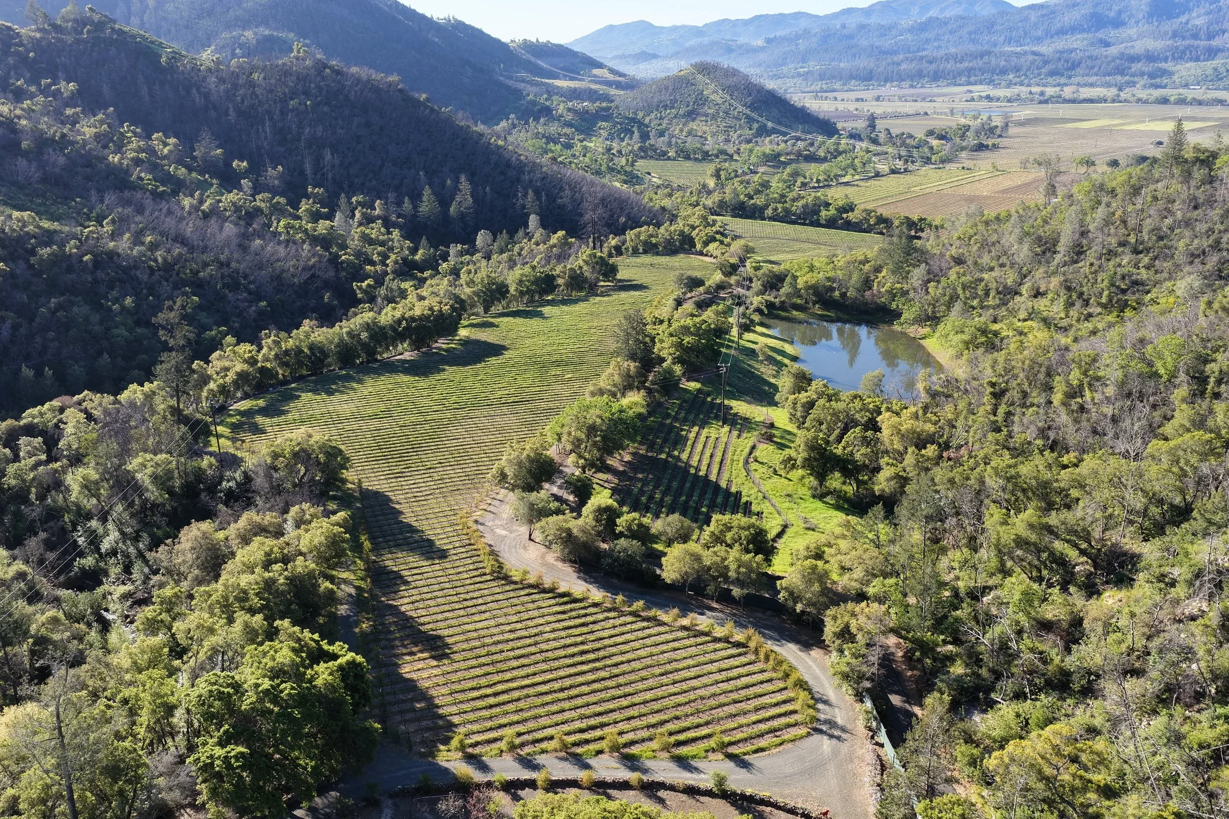 Aerial view of a vineyard in a valley surrounded by hills and mountains, with a body of water and a winding dirt road amidst trees.