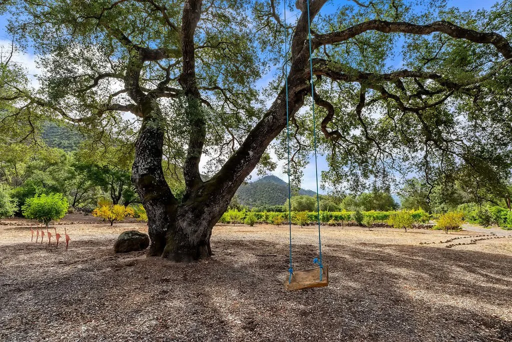 A large tree with sprawling branches and green leaves, with a wooden swing hanging from one of the branches. The scene is outdoors with a clear sky, some distant mountains, and a variety of other trees and plants in the background.