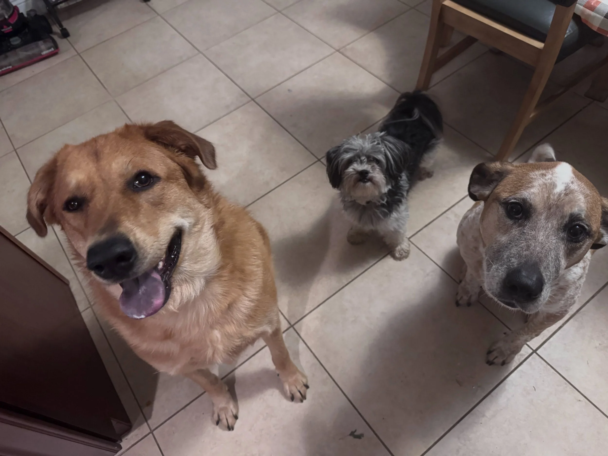 Rogue, Birdie and Sprinkles being the bestest of girls!! 🥹 #petstagram #petsitter #petsitting #longisland #suffolkcountyny