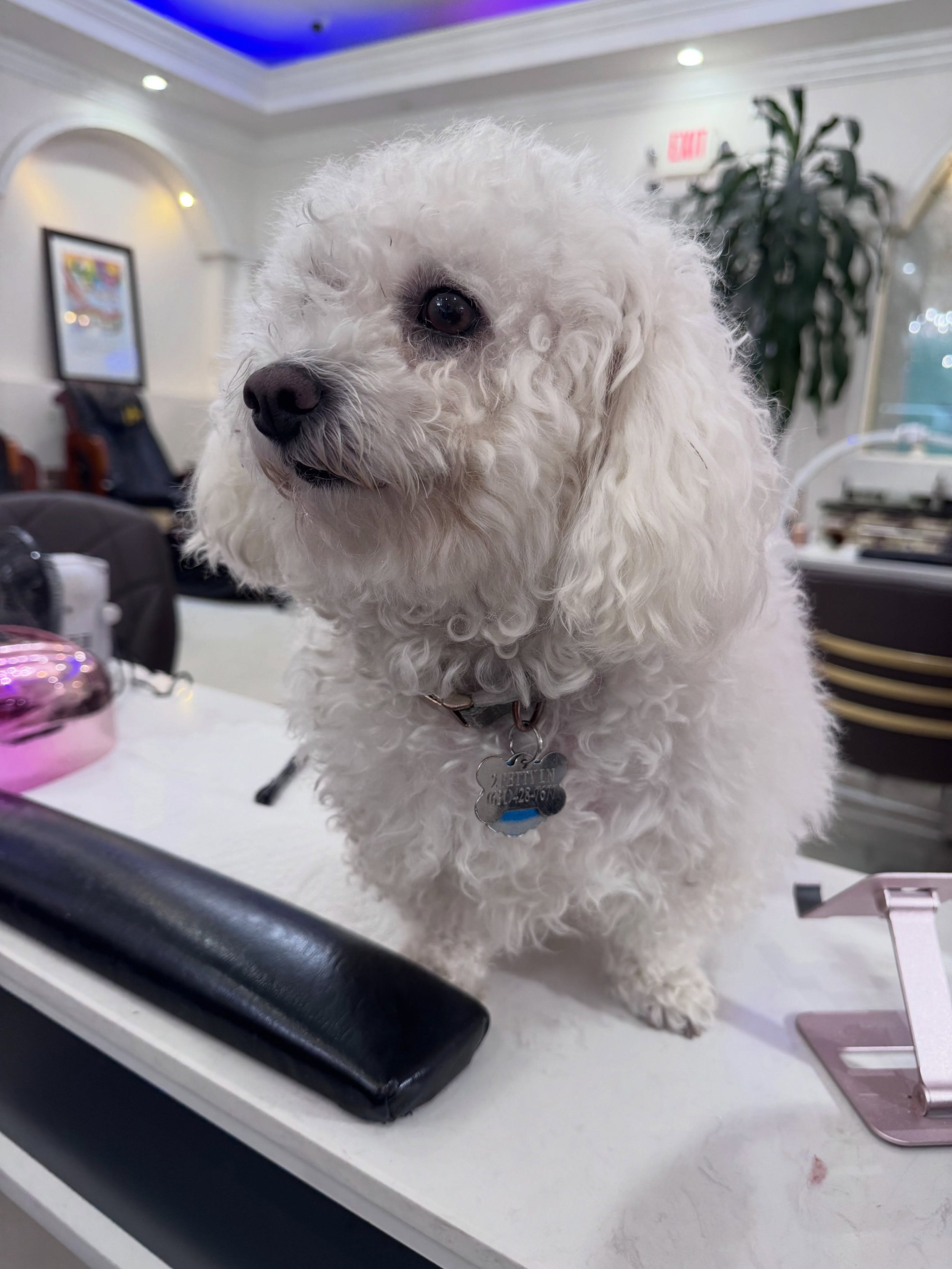 Happy Monday! Nail salon dogs should be the norm, just sayin&rsquo; 💃🏻 i love Mia!

#petsitter #longislandny #petsittingservices #suffolkcountyny #pets