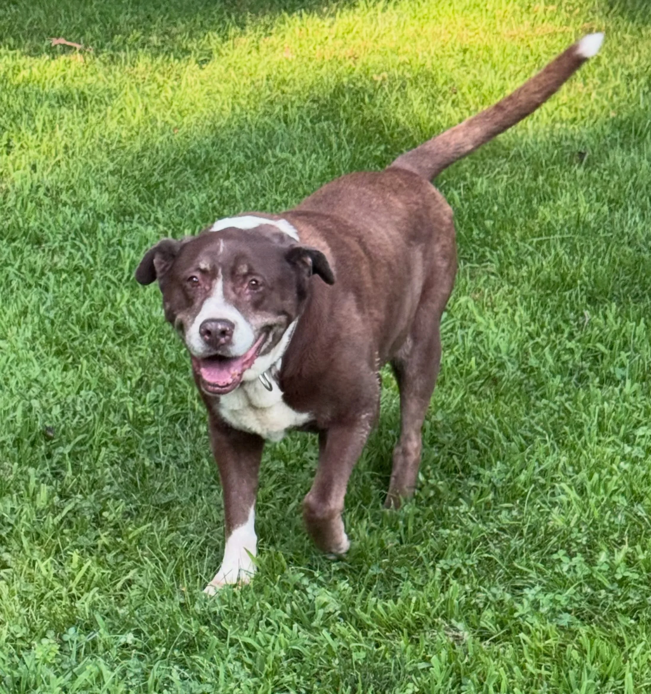 Visits with Oona and Chester! Such a happy duo. Chester loves to give bear hugs 🤗 i ain&rsquo;t mad at it!! 

#petsitter #longisland #suffolkcounty #petsittingservices #petsofinstagram