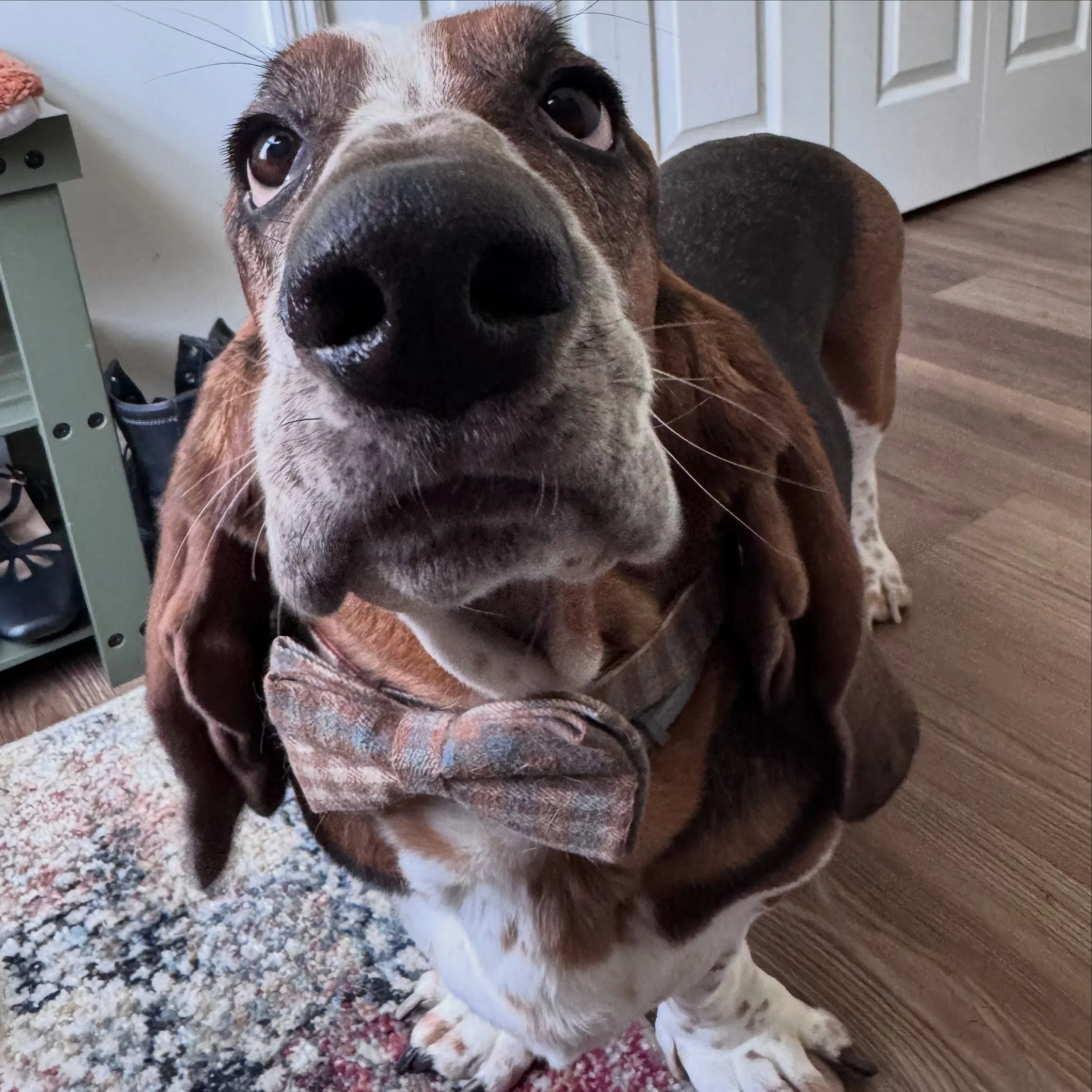 Dapper Dan! 

#petsitting #suffolkcounty #longisland #petsitter #animalcare