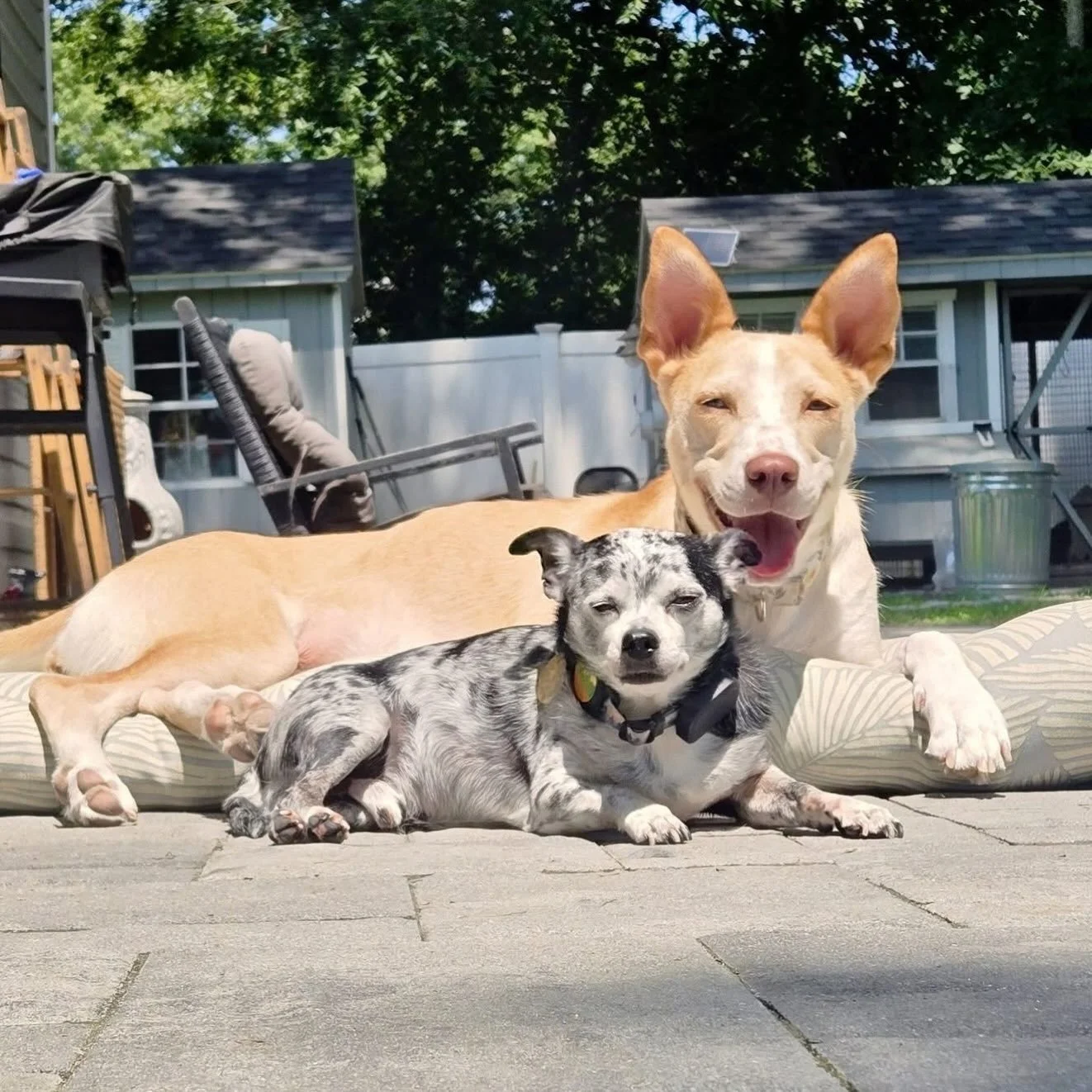 Nellie said anyone can sit with her but Cujo&hellip;well he on the other hand&hellip;has some concerns 😂

#petsofinstagram #petsitter #petsitting #longislandny #suffolkcounty