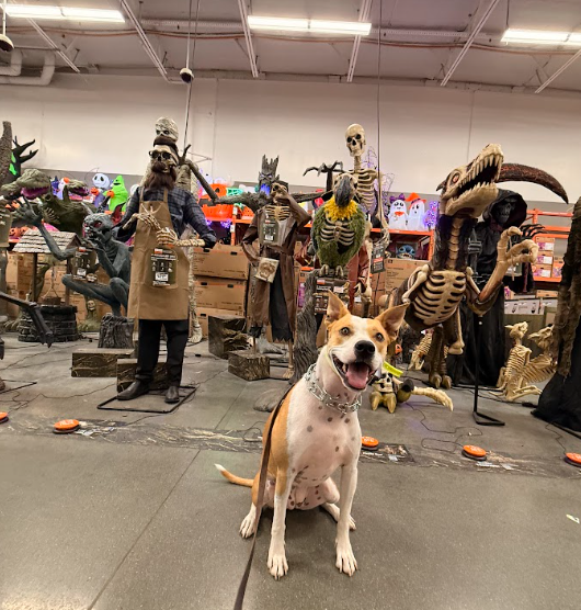Dog sitting in front of scary Halloween statues during Confidence Training with Cosmo K9