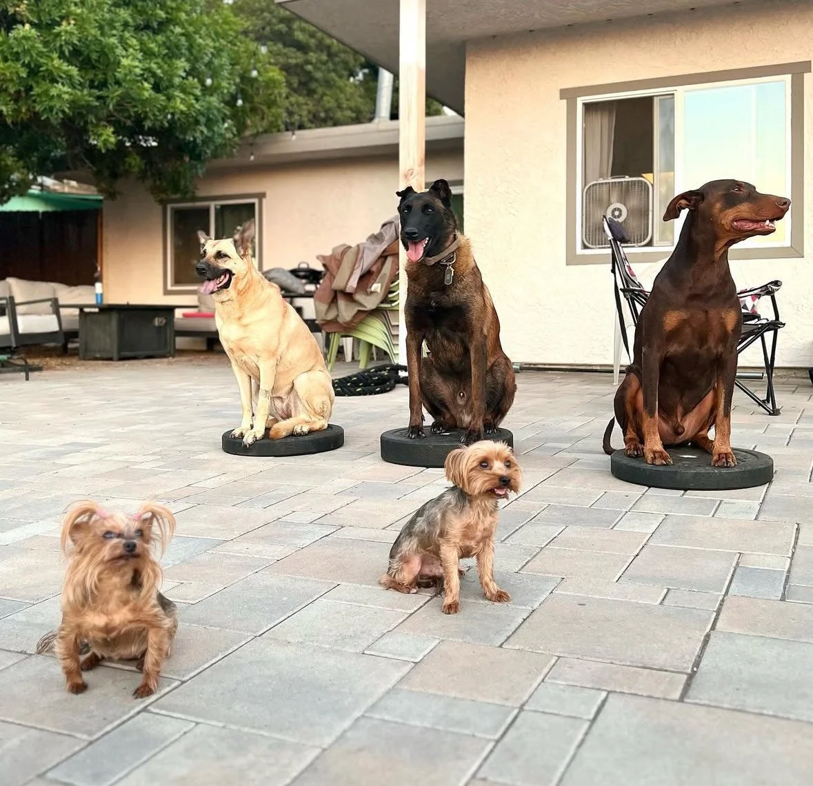 Dogs sitting on objects outside.