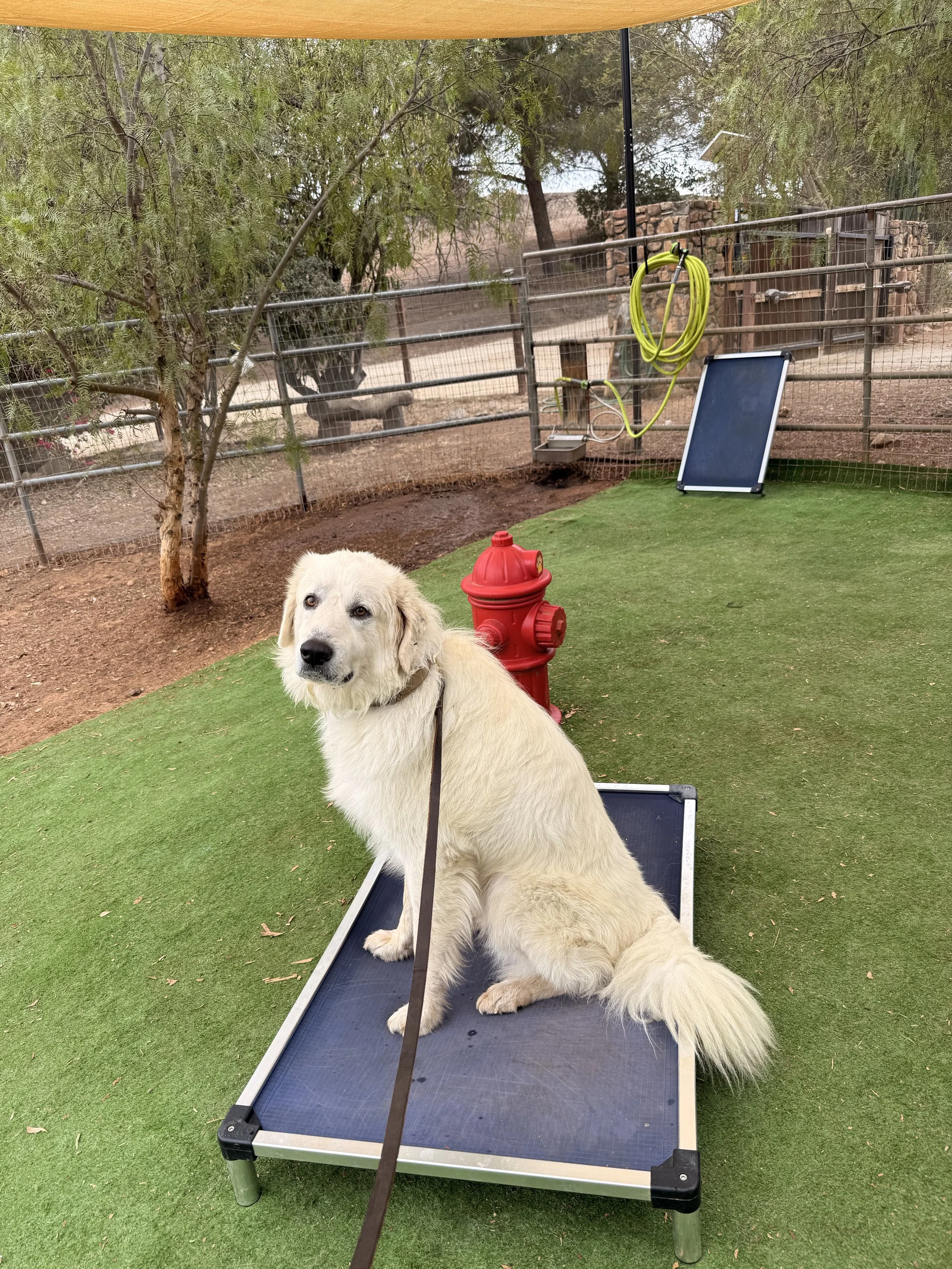 White dog sitting on cot in dog yard at Cosmo K9 Obedience training