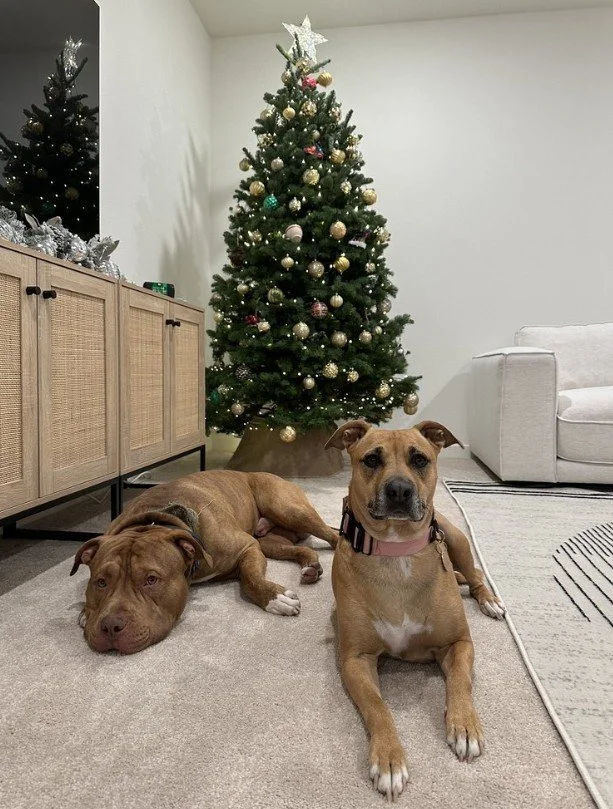 Two dogs laying on the carpet in front of a Christmas tree
