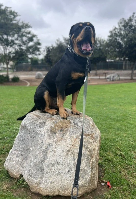 A black dog with a leash sitting on top of a rock at a park