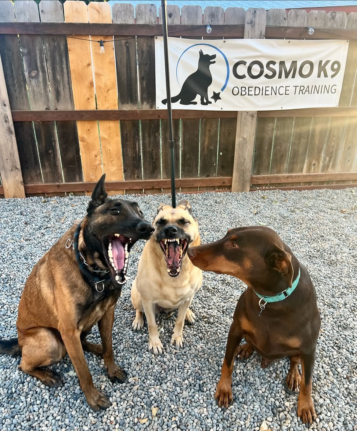 Three dogs facing each other in the yard at Cosmo K9 Obedience