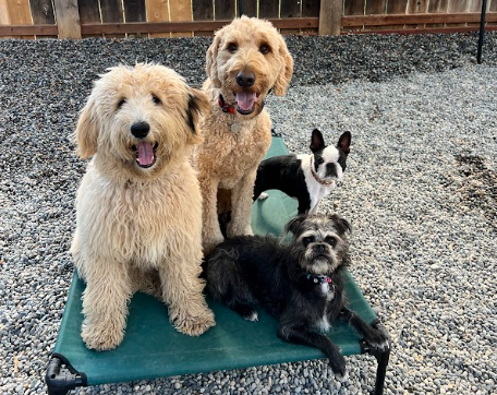 Four dogs sitting on a green elevated dog bed outside on gravel