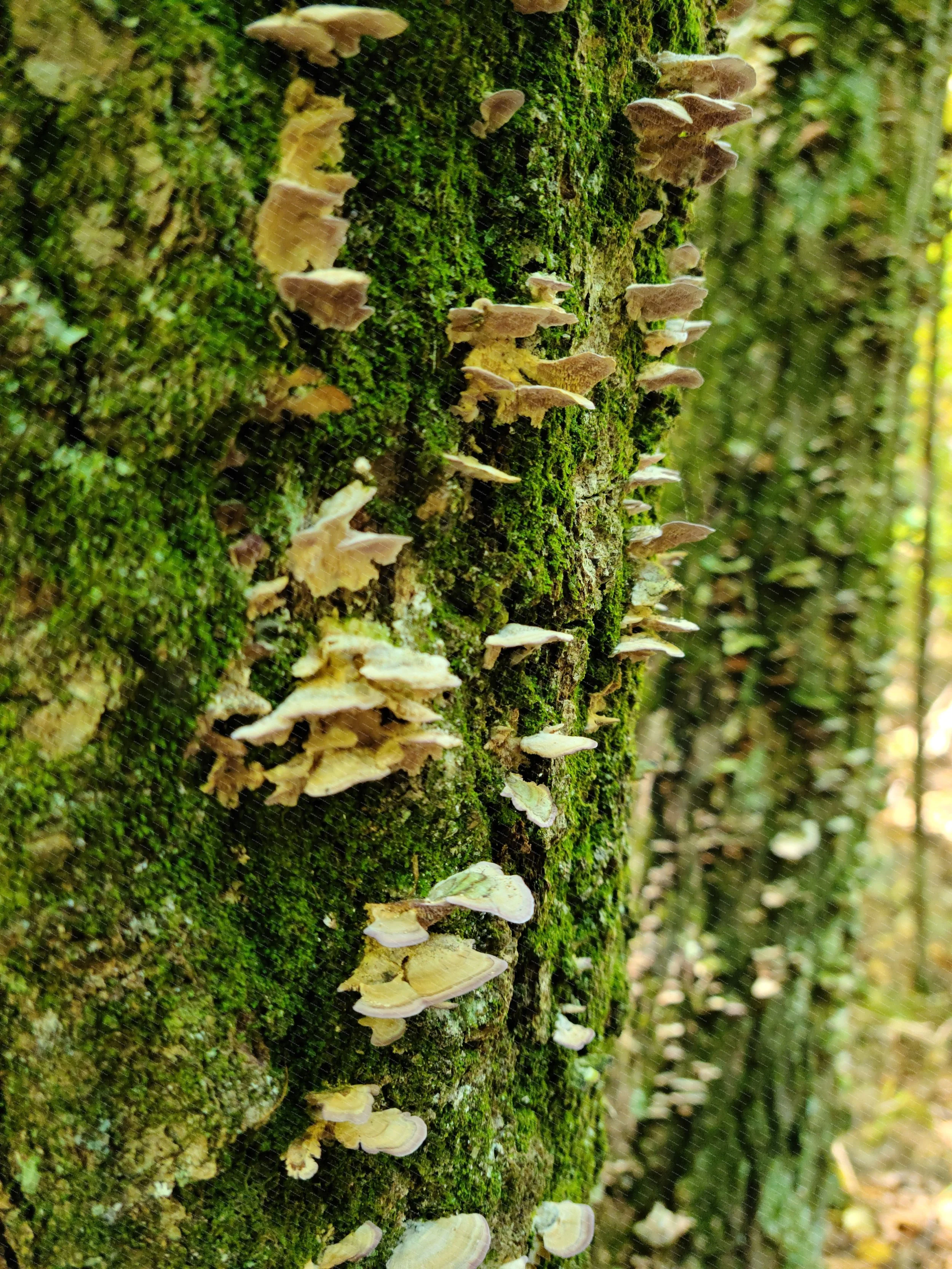 watermarked-img-1791338698857-23-Mossy Mushroom Wall.jpg