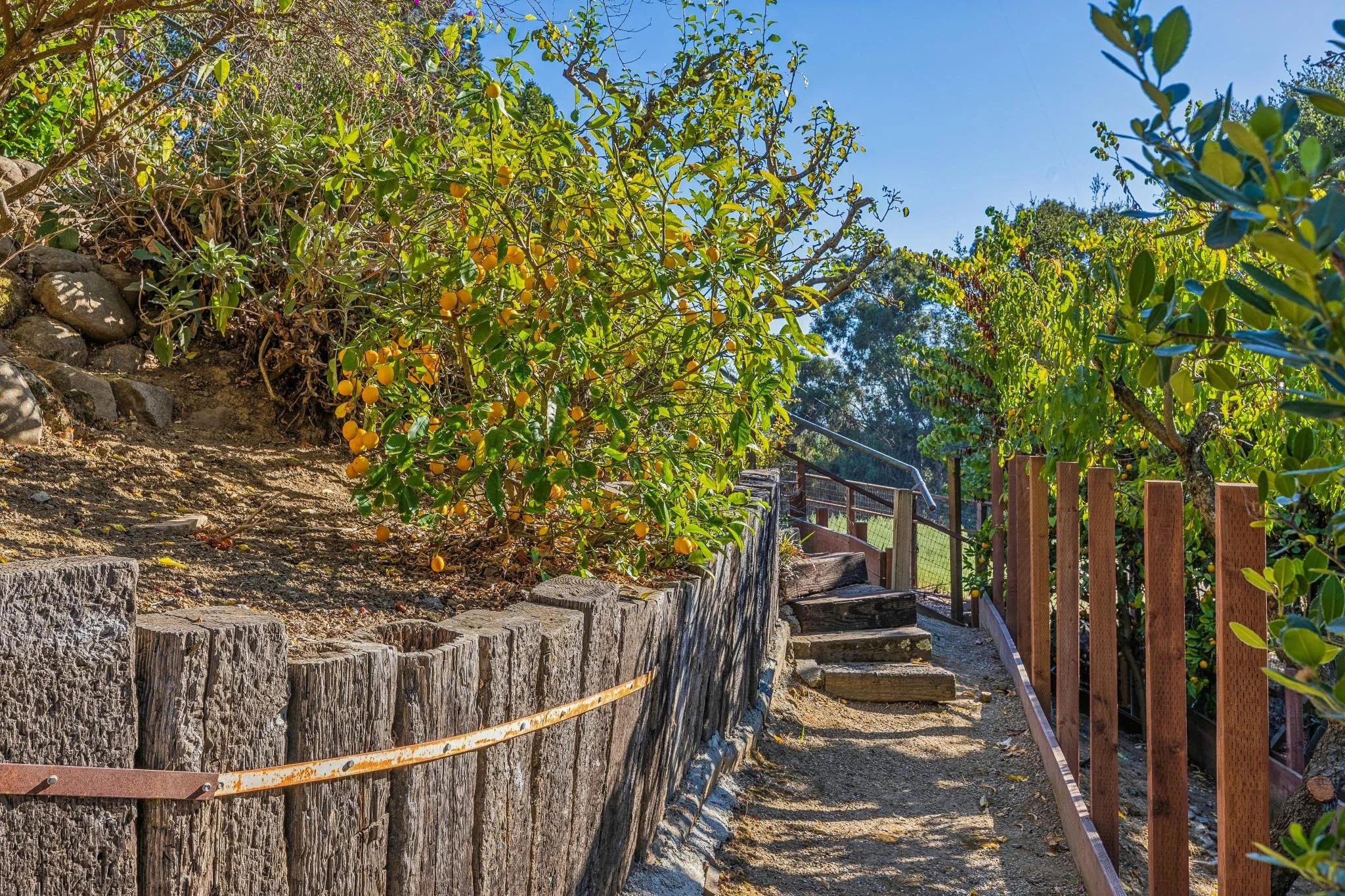 A dirt pathway with stone steps and a wooden fence on the right side, surrounded by green leafy trees with yellow fruit, under a clear blue sky.
